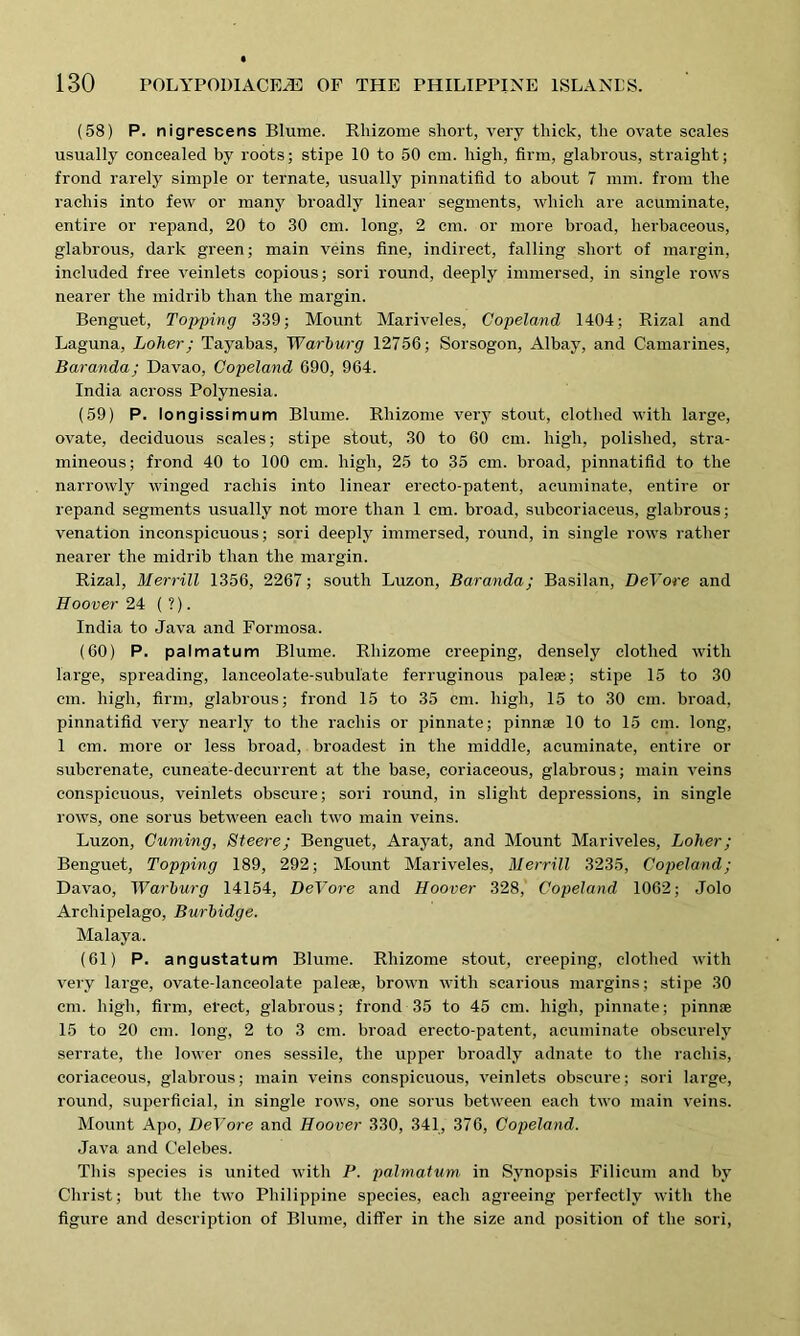 (58) P. nigrescens Blume. Rhizome short, very thick, the ovate scales usually concealed by roots; stipe 10 to 50 cm. high, firm, glabrous, straight; frond rarely simple or ternate, usually pinnatifid to about 7 mm. from the racliis into few or many broadly linear segments, which are acuminate, entire or repand, 20 to 30 cm. long, 2 cm. or more broad, herbaceous, glabrous, dark green; main veins fine, indirect, falling short of margin, included free veinlets copious; sori round, deeply immersed, in single rows nearer the midrib than the margin. Benguet, Topping 339; Mount Mariveles, Copeland 1404; Rizal and Laguna, Loher; Tayabas, 'Warburg 12756; Sorsogon, Albay, and Camarines, Barandaj Davao, Copeland 690, 964. India across Polynesia. (59) P. longissimum Blume. Rhizome very stout, clothed with large, ovate, deciduous scales; stipe stout, 30 to 60 cm. high, polished, stra- mineous; frond 40 to 100 cm. high, 25 to 35 cm. broad, pinnatifid to the narrowly winged racliis into linear erecto-patent, acuminate, entire or repand segments usually not more than 1 cm. broad, subcoriaceus, glabrous; venation inconspicuous; sori deeply immersed, round, in single rows rather nearer the midrib than the margin. Rizal, Merrill 1356, 2267; south Luzon, Baranda; Basilan, DeVore and Hoover 24 ( ?). India to Java and Formosa. (60) P. palmatum Blume. Rhizome creeping, densely clothed with large, spreading, lanceolate-subulate ferruginous pale*; stipe 15 to 30 cm. high, firm, glabrous; frond 15 to 35 cm. high, 15 to 30 cm. broad, pinnatifid very nearly to the racliis or pinnate; pinnae 10 to 15 cm. long, 1 cm. more or less broad, broadest in the middle, acuminate, entire or suberenate, cuneate-deeurrent at the base, coriaceous, glabrous; main veins conspicuous, veinlets obscure; sori round, in slight depressions, in single rows, one sorus between each two main veins. Luzon, Cuming, Steere; Benguet, Arayat, and Mount Mariveles, Loher; Benguet, Topping 189, 292; Mount Mariveles, Merrill 3235, Copeland; Davao, Warburg 14154, DeVore and Hoover 328, Copeland 1062; Jolo Archipelago, Burbidge. Malaya. (61) P. angustatum Blume. Rhizome stout, creeping, clothed with very large, ovate-lanceolate pale*, brown with scarious margins; stipe 30 cm. high, firm, erect, glabrous; frond 35 to 45 cm. high, pinnate; pinn* 15 to 20 cm. long, 2 to 3 cm. broad erecto-patent, acuminate obscurely serrate, the lower ones sessile, the upper broadly adnate to the racliis, coriaceous, glabrous; main veins conspicuous, veinlets obscure; sori large, round, superficial, in single rows, one sorus between each two main veins. Mount Apo, DeVore and Hoover 330, 341, 376, Copeland. Java and Celebes. This species is united with B. palmatum in Synopsis Filicum and by Christ; but the two Philippine species, each agreeing perfectly with the figure and description of Blume, differ in the size and position of the sori,
