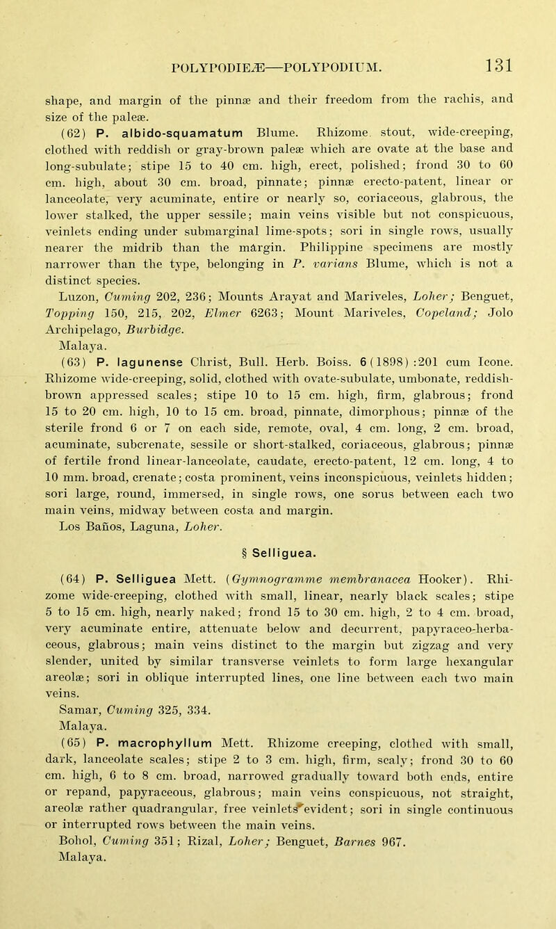 shape, and margin of the pinnae and their freedom from the racliis, and size of the palese. (62) P. albido-squamatum Blume. Rhizome stout, wide-creeping, clothed with reddish or gray-brown palese which are ovate at the base and long-subulate; stipe 15 to 40 cm. high, erect, polished; frond 30 to 60 cm. high, about 30 cm. broad, pinnate; pinnae erecto-patent, linear or lanceolate, very acuminate, entire or nearly so, coriaceous, glabrous, the lower stalked, the upper sessile; main veins visible but not conspicuous, veinlets ending under submarginal lime-spots; sori in single rows, usually nearer the midrib than the margin. Philippine specimens are mostly narrower than the type, belonging in P. varicins Blume, which is not a distinct species. Luzon, Cuming 202, 236; Mounts Arayat and Mariveles, holier; Benguet, Topping 150, 215, 202, Elmer 6263; Mount Mariveles, Copeland; Jolo Archipelago, Burbidge. Malaya. (63) P. lagunense Christ, Bull. Herb. Boiss. 6 (1898) :201 cum leone. Rhizome wide-creeping, solid, clothed with ovate-subulate, umbonate, reddish- brown appressed scales; stipe 10 to 15 cm. high, firm, glabrous; frond 15 to 20 cm. high, 10 to 15 cm. broad, pinnate, dimorphous; pinnse of the sterile frond 6 or 7 on each side, remote, oval, 4 cm. long, 2 cm. broad, acuminate, suberenate, sessile or short-stalked, coriaceous, glabrous; pinnae of fertile frond linear-lanceolate, caudate, erecto-patent, 12 cm. long, 4 to 10 mm. broad, crenate; costa prominent, veins inconspicuous, veinlets hidden; sori large, round, immersed, in single rows, one sorus between each two main veins, midway between costa and margin. Los Banos, Laguna, Loher. § Selliguea. (64) P. Selliguea Mett. (Gymnogramme membranacea Hooker). Rhi- zome wide-creeping, clothed with small, linear, nearly black scales; stipe 5 to 15 cm. high, nearly naked; frond 15 to 30 cm. high, 2 to 4 cm. broad, very acuminate entire, attenuate below and decurrent, papyraceo-lierba- ceous, glabrous; main veins distinct to the margin but zigzag and very slender, united by similar transverse veinlets to form large hexangular areolse; sori in oblique interrupted lines, one line between each two main veins. Samar, Cuming 325, 334. Malaya. (65) P. macrophyllum Mett. Rhizome creeping, clothed with small, dark, lanceolate scales; stipe 2 to 3 cm. high, firm, scaly; frond 30 to 60 cm. high, C to 8 cm. broad, narrowed gradually toward both ends, entire or repand, papyraceous, glabrous; main veins conspicuous, not straight, areolse rather quadrangular, free veinlets*evident; sori in single continuous or interrupted rows between the main veins. Bohol, Cuming 351; Rizal, Loher; Benguet, Barnes 967. Malaya.