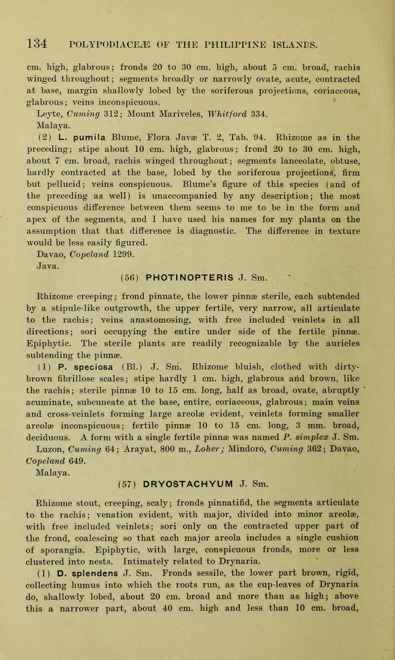 cm. high, glabrous; fronds 20 to 30 cm. high, about 5 cm. broad, racliis winged throughout; segments broadly or narrowly ovate, acute, contracted at base, margin shallowly lobed by tire soriferous projections, coriaceous, glabrous; veins inconspicuous. Leyte, Cuming 312; Mount Mariveles, Whitford 334. Malaya. (2) L. pumila Blume, Flora Javae T. 2, Tab. 94. Rhizome as in the preceding; stipe about 10 cm. high, glabrous; frond 20 to 30 cm. high, about 7 cm. broad, racliis winged throughout; segments lanceolate, obtuse, hardly contracted at the base, lobed by the soriferous projections, firm but pellucid; veins conspicuous. Blume’s figure of this species (and of the preceding as well) is unaccompanied by any description; the most conspicuous difference between them seems to me to be in the form and apex of the segments, and I have used his names for my plants on the assumption that that difference is diagnostic. The difference in texture would be less easily figured. Davao, Copeland 1299. Java. (56) PHOT I NOPTERIS J. Sm. Rhizome creeping; frond pinnate, the lower pinnae sterile, each subtended by a stipule-like outgrowth, the upper fertile, very narrow, all articulate to the racliis; veins anastomosing, with free included veinlets in all directions; sori occupying the entire under side of the fertile pinnae. Epiphytic. The sterile plants are readily recognizable by the auricles subtending the pinnae. (1) P. speciosa (Bl.) J. Sm. Rhizome bluish, clothed with dirty- brown fibrillose scales; stipe hardly 1 cm. high, glabrous arid brown, like the racliis; sterile pinnae 10 to 15 cm. long, half as broad, ovate, abruptly acuminate, subcuneate at the base, entire, coriaceous, glabrous; main veins and cross-veinlets forming large areolae evident, veinlets forming smaller areolae inconspicuous; fertile pinnae 10 to 15 cm. long, 3 mm. broad, deciduous. A form with a single fertile pinnae was named P. simplex J. Sm. Luzon, Cuming 64; Arayat, 800 m., Loher; Mindoro, Cuming 362; Davao, Copeland 649. Malaya. (57) DRYOSTACHYUM J. Sm. Rhizome stout, creeping, scaly; fronds pinnatifid, the segments articulate to the racliis; venation evident, with major, divided into minor areolae, with free included veinlets; sori only on the contracted upper part of the frond, coalescing so that each major areola includes a single cushion of sporangia. Epiphytic, with large, conspicuous fronds, more or less clustered into nests. Intimately related to Drynaria. (1) D. splendens J. Sm. Fronds sessile, the lower part brown, rigid, collecting humus into which the roots run, as the cup-leaves of Drynaria do, shallowly lobed, about 20 cm. broad and more than as high; above this a narrower part, about 40 cm. high and less than 10 cm. broad.