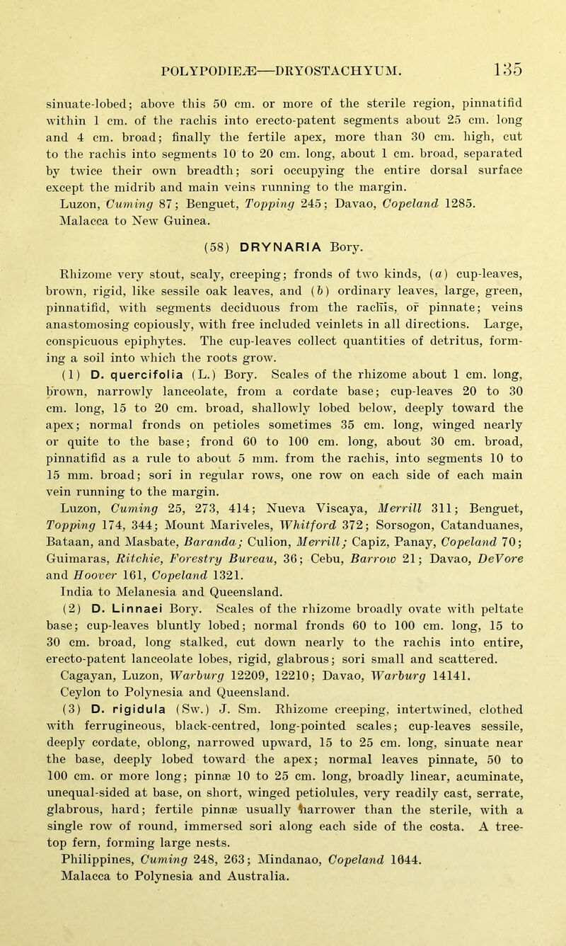 sinuate-lobed; above this 50 cm. or more of the sterile region, pinnatifid within 1 cm. of the rachis into erecto-patent segments about 25 cm. long and 4 cm. broad; finally the fertile apex, more than 30 cm. high, cut to the rachis into segments 10 to 20 cm. long, about 1 cm. broad, separated by twice their own breadth; sori occupying the entire dorsal surface except the midrib and main veins running to the margin. Luzon, Cuming 87; Benguet, Topping 245; Davao, Copeland 1285. Malacca to New Guinea. (58) DRYNARIA Bory. Rhizome very stout, scaly, creeping; fronds of two kinds, (a) cup-leaves, brown, rigid, like sessile oak leaves, and {b) ordinary leaves, large, green, pinnatifid, with segments deciduous from the racllis, of pinnate; veins anastomosing copiously, with free included veinlets in all directions. Large, conspicuous epiphytes. The cup-leaves collect quantities of detritus, form- ing a soil into which the roots grow. (1) D. quercifolia (L.) Bory. Scales of the rhizome about 1 cm. long, brown, narrowly lanceolate, from a cordate base; cup-leaves 20 to 30 cm. long, 15 to 20 cm. broad, shallowly lobed below, deeply toward the apex; normal fronds on petioles sometimes 35 cm. long, winged nearly or quite to the base; frond 60 to 100 cm. long, about 30 cm. broad, pinnatifid as a rule to about 5 mm. from the rachis, into segments 10 to 15 mm. broad; sori in regular rows, one row on each side of each main vein running to the margin. Luzon, Cuming 25, 273, 414; Nueva Viscaya, Merrill 311; Benguet, Topping 174, 344; Mount Mariveles, Whitford 372; Sorsogon, Catanduanes, Bataan, and Masbate, Baranda; Culion, Merrill; Capiz, Panay, Copeland 70; Guimaras, Ritchie, Forestry Bureau, 36; Cebu, Barrow 21; Davao, DeVore and Hoover 161, Copeland 1321. India to Melanesia and Queensland. (2) D. Linnaei Bory. Scales of the rhizome broadly ovate with peltate base; cup-leaves bluntly lobed; normal fronds 60 to 100 cm. long, 15 to 30 cm. broad, long stalked, cut down nearly to the rachis into entire, erecto-patent lanceolate lobes, rigid, glabrous; sori small and scattered. Cagayan, Luzon, Warburg 12209, 12210; Davao, Warburg 14141. Ceylon to Polynesia and Queensland. (3) D. rigidula (Sw.) J. Sm. Rhizome creeping, intertwined, clothed with ferrugineous, black-centred, long-pointed scales; cup-leaves sessile, deeply cordate, oblong, narrowed upward, 15 to 25 cm. long, sinuate near the base, deeply lobed toward the apex; normal leaves pinnate, 50 to 100 cm. or more long; pinnae 10 to 25 cm. long, broadly linear, acuminate, unequal-sided at base, on short, winged petiolules, very readily cast, serrate, glabrous, hard; fertile pinnae usually Narrower than the sterile, with a single row of round, immersed sori along each side of the costa. A tree- top fern, forming large nests. Philippines, Cuming 248, 263; Mindanao, Copeland 1044. Malacca to Polynesia and Australia.