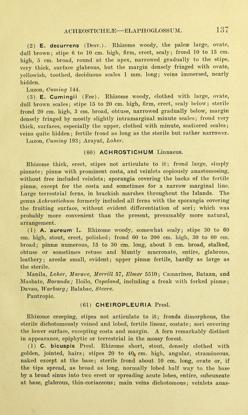 (2) E. decurrens (Desv.). Rhizome woody, the paleae large, ovate, dull brown; stipe 6 to 10 cm. high, firm, erect, scaly; frond 10 to 15 cm. high, 5 cm. broad, round at the apex, narrowed gradually to the stipe, very thick, surface glabrous, but the margin densely fringed with ovate, yellowish, toothed, deciduous scales 1 mm. long; veins immersed, nearly hidden. Luzon, Cuming 144. (3) E. Cumingii (Fee). Rhizome woody, clothed with large, ovate, dull brown scales; stipe 15 to 20 cm. high, firm, erect, scaly below; sterile frond 20 cm. high, 3 cm. broad, obtuse, narrowed gradually below, margin densely fringed by mostly slightly intramarginal minute scales; frond very thick, surfaces, especially the upper, clothed with minute, scatiered scales; veins quite hidden; fertile frond as long as the sterile but rather narrower. Luzon, Cuming 193; Arayat, Loher. (60) ACHROST1CHUM Linnaeus. Rhizome thick, erect, stipes not articulate to it; frond large, simply pinnate; pinnae with prominent costa, and veinlets copiously anastomosing, without free included veinlets; sporangia covering the backs of the fertile pinnse, except for the costa and sometimes for a narrow marginal line. Large terrestrial ferns, in brackish marshes throughout the Islands. The genus Achrostichum formerly included all ferns with the sporangia covering the fruiting surface, without evident differentiation of sori; which was probably more convenient than the present, presumably more natural, arrangement. (1) A. aureurrr L. Rhizome woody, somewhat scaly; stipe 30 to 60 cm. high, stout, erect, polished; frond 60 to 200 cm. high, 30 to 60 cm. broad; pinnae numerous, 15 to 30 cm. long, about 5 cm. broad, stalked, obtuse or sometimes retuse and bluntly mucronate, entire, glabrous, leathery; areolae small, evident; upper pinnae fertile, hardly as large as the sterile. Manila, Loher, Marave, Merrill 57, Elmer 5510; Camarines, Bataan, and Masbate, Baranda; Iloilo, Copeland, including a freak with forked pinnae; Davao, Warburg ; Balabac, Steere. Pantropic. (61) CHEIROPLEURIA Presl. Rhizome creeping, stipes not articulate to it; fronds dimorphous, the sterile dichotomously veined and lobed, fertile linear, eostate; sori covering the lower surface, excepting costa and margin. A fern remarkably distinct in appearance, epiphytic or terrestrial in the mossy forest. (1) C. bicuspis Presl. Rhizome short, stout, densely clothed with golden, jointed, hairs; stipes 20 to 40, cm. high, angular, stramineous, naked except at the base; sterile frond about 10 cm. long, ovate or, if the tips spread, as broad as long, normally lobed half way to the base by a broad sinus into two erect or spreading acute lobes, entire, subcuneate at base, glabrous, thin-coriaceous; main veins dichotomous; veinlets anas-
