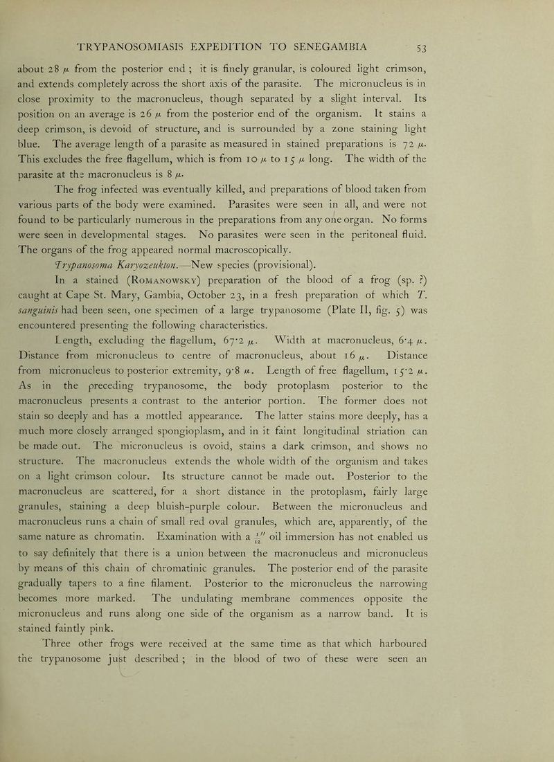 about 28 /x from the posterior end ; it is finely granular, is coloured light crimson, and extends completely across the short axis of the parasite. The micronucleus is in close proximity to the macronucleus, though separated by a slight interval. Its position on an average is 26 /x from the posterior end of the organism. It stains a deep crimson, is devoid of structure, and is surrounded by a zone staining light blue. The average length of a parasite as measured in stained preparations is 72 /u.. This excludes the free flagellum, which is from 10 /x to 15 /x long. The width of the parasite at the macronucleus is 8 /x. The frog infected was eventually killed, and preparations of blood taken from various parts of the body were examined. Parasites were seen in all, and were not found to be particularly numerous in the preparations from any one organ. No forms were seen in developmental stages. No parasites were seen in the peritoneal fluid. The organs of the frog appeared normal macroscopically. Trypanosoma K.aryo’zeukton.—New species (provisional). In a stained (Romanowsky) preparation of the blood of a frog (sp. ?) caught at Cape St. Mary, Gambia, October 23, in a fresh preparation of which T. sanguinis had been seen, one specimen of a large trypanosome (Plate II, fig. 5) was encountered presenting the following characteristics. Length, excluding the flagellum, 6y2/W. Width at macronucleus, 6-4/x. Distance from micronucleus to centre of macronucleus, about 16^. Distance from micronucleus to posterior extremity, 9^8 <x. Length of free flagellum, 15-2 fx. As in the preceding trypanosome, the body protoplasm posterior to the macronucleus presents a contrast to the anterior portion. The former does not stain so deeply and has a mottled appearance. The latter stains more deeply, has a much more closely arranged spongioplasm, and in it faint longitudinal striation can be made out. The micronucleus is ovoid, stains a dark crimson, and shows no structure. The macronucleus extends the whole width of the organism and takes on a light crimson colour. Its structure cannot be made out. Posterior to the macronucleus are scattered, for a short distance in the protoplasm, fairly large granules, staining a deep bluish-purple colour. Between the micronucleus and macronucleus runs a chain of small red oval granules, which are, apparently, of the same nature as chromatin. Examination with a oil immersion has not enabled us 12 to say definitely that there is a union between the macronucleus and micronucleus by means of this chain of chromatinic granules. The posterior end of the parasite gradually tapers to a fine filament. Posterior to the micronucleus the narrowing becomes more marked. The undulating membrane commences opposite the micronucleus and runs along one side of the organism as a narrow band. It is stained faintly pink. Three other frogs were received at the same time as that which harboured the trypanosome just described ; in the blood of two of these were seen an