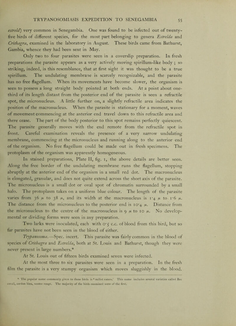 estreld) very common in Senegambia. One was found to be infected out of twenty- five birds of different species, for the most part belonging to genera Estrelda and Crithagra, examined in the laboratory in August. These birds came from Bathurst, Gambia, whence they had been sent in May. Only two to four parasites were seen in a coverslip preparation. In fresh preparations the parasite appears as a very actively moving spirillum-like body ; so striking, indeed, is this resemblance, that at first sight it was thought to be a true spirillum. The undulating membrane is scarcely recognizable, and the parasite has no free flagellum. When its movements have become slower, the organism is seen to possess a long straight body pointed at both ends. At a point about one- third of its length distant from the posterior end of the parasite is seen a refractile spot, the micronucleus. A little further on, a slightly refractile area indicates the position of the macronucleus. When the parasite is stationary for a moment, waves of movement commencing at the anterior end travel down to this refractile area and there cease. The part of the body posterior to this spot remains perfectly quiescent. The parasite generally moves with the end remote from the refractile spot in front. Careful examination reveals the presence of a very narrow undulating membrane, commencing at the micronucleus and running along to the anterior end of the organism. No free flagellum could be made out in fresh specimens. The protoplasm of the organism was apparently homogeneous. In stained preparations, Plate II, fig. i, the above details are better seen. Along the free border of the undulating membrane runs the flagellum, stopping abruptly at the anterior end of the organism in a small red dot. The macronucleus is elongated, granular, and does not quite extend across the short axis of the parasite. The micronucleus is a small dot or oval spot of chromatin surrounded by a small halo. The protoplasm takes on a uniform blue colour. The length of the parasite varies from 36 to 38 m, and its width at the macronucleus is 1-4 /z to i*6 /x. The distance from the micronucleus to the posterior end is 104 /x. Distance from the micronucleus to the centre of the macronucleus is 9 /x to 10 /jl. No develop- mental or dividing forms were seen in any preparation. Two larks were inoculated, each with 0*5 c.c. ofblood from this bird, but so far parasites have not been seen in the blood of either. Trypanosoma.—Spec, incert. This parasite was fairly common in the blood of species of Crithagra and Estrelda, both at St. Louis and Bathurst, though they were never present in large numbers.* At St. Louis out of fifteen birds examined seven were infected. At the most three to six parasites were seen in a preparation. In the fresh film the parasite is a very stumpy organism which moves sluggishly in the blood. * The popular name commonly given to these birds is ‘ millet eaters.’ This name includes several varieties called Bee corail, cordon bleu, ventre rouge. The majority of the birds examined were of the first.