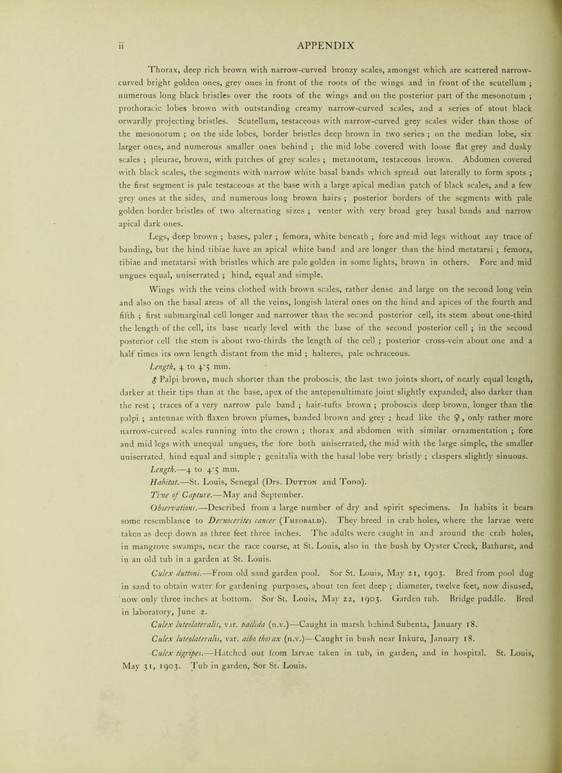 Thorax, deep rich brown with narrow-curved bronzy scales, amongst which are scattered narrow- curved bright golden ones, grey ones in front of the roots of the wings and in front of the scutellum ; numerous long black bristles over the roots of the wings and on the posterior part of the mesonctum ; prothoracic lobes brown with outstanding creamy narrow-curved scales, and a series of stout black orwardly projecting bristles. Scutellum, testaceous with narrow-curved grey scales wider than those of the mesonotum ; on the side lobes, border bristles deep brown in two series ; on the median lobe, six larger ones, and numerous smaller ones behind ; the mid lobe covered with loose flat grey and dusky scales ; pleurae, brown, with patches of grey scales ; metanotum, testaceous brown. Abdomen covered with black scales, the segments with narrow white basal bands which spread out laterally to form spots ; the first segment is pale testaceous at the base with a large apical median patch of black scales, and a few grey ones at the sides, and numerous long brown hairs ; posterior borders of the segments with pale golden border bristles of two alternating sizes ; venter with very broad grey basal bands and narrow apical dark ones. Legs, deep brown ; bases, paler ; femora, white beneath ; fore and mid legs without any trace of banding, but the hind tibiae have an apical white band and are longer than the hind metatarsi ; femora, tibiae and metatarsi with bristles which are pale golden in some lights, brown in others. Fore and mid ungues equal, uniserrated ; hind, equal and simple. Wings with the veins clothed with brown scales, rather dense and large on the second long vein and also on the basal areas of all the veins, longish lateral ones on the hind and apices of the fourth and fifth ; first submarginal cell longer and narrower than the second posterior cell, its stem about one-third the length of the cell, its base nearly level with the base of the second posterior cell ; in the second posterior cell the stem is about two-thirds the length of the cell ; posterior cross-vein about one and a half times its own length distant from the mid ; halteres, pale ochraceous. Length, 4 to q-5 mm. $ Palpi brown, much shorter than the proboscis, the last two joints short, of nearly equal length, darker at their tips than at the base, apex of the antepenultimate joint slightly expanded, also darker than the rest ; traces of a very narrow pale band ; hair-tufts brown ; proboscis deep brown, longer than the palpi ; antennae with flaxen brown plumes, banded brown and grey ; head like the $ , only rather more narrow-curved scales running into the crown ; thorax and abdomen with similar ornamentation ; fore and mid legs with unequal ungues, the fore both uniserrated, the mid with the large simple, the smaller uniserrated, hind equal and simple ; genitalia with the basal lobe very bristly ; claspers slightly sinuous. Length.—■4 to 4' 5 mm. Habitat.—St. Louis, Senegal (Drs. Dutton and Todd). Time of Capture.— May and September. Observations.—Described from a large number of dry and spirit specimens. In habits it bears some resemblance to Dernocerites cancer (Theobald). They breed in crab holes, where the larvae were taken as deep down as three feet three inches. The adults were caught in and around the crab holes, in mangrove swamps, near the race course, at St. Louis, also in the bush by Oyster Creek, Bathurst, and in an old tub in a garden at St. Louis. Culex duttani.—From old sand garden pool. Sor St. Louis, May 21, 1903. Bred from pool dug in sand to obtain water for gardening purposes, about ten feet deep ; diameter, twelve feet, now disused, now only three inches at bottom. Sor St. Louis, May 22, 1903. Garden tub. Bridge puddle. Bred in laboratory, June 2. Culex luteolateralis, v.ir. ballida (n.v.)—Caught in marsh behind Subenta, January 18. Culex luteolateralis, var. albothoiax (n.v.)—Caught in bush near Inkutu, January 18. Culex tigripes.— Hatched out from larvae taken in tub, in garden, and in hospital. St. Louis, May 31, 1903. Tub in garden, Sor St. Louis.
