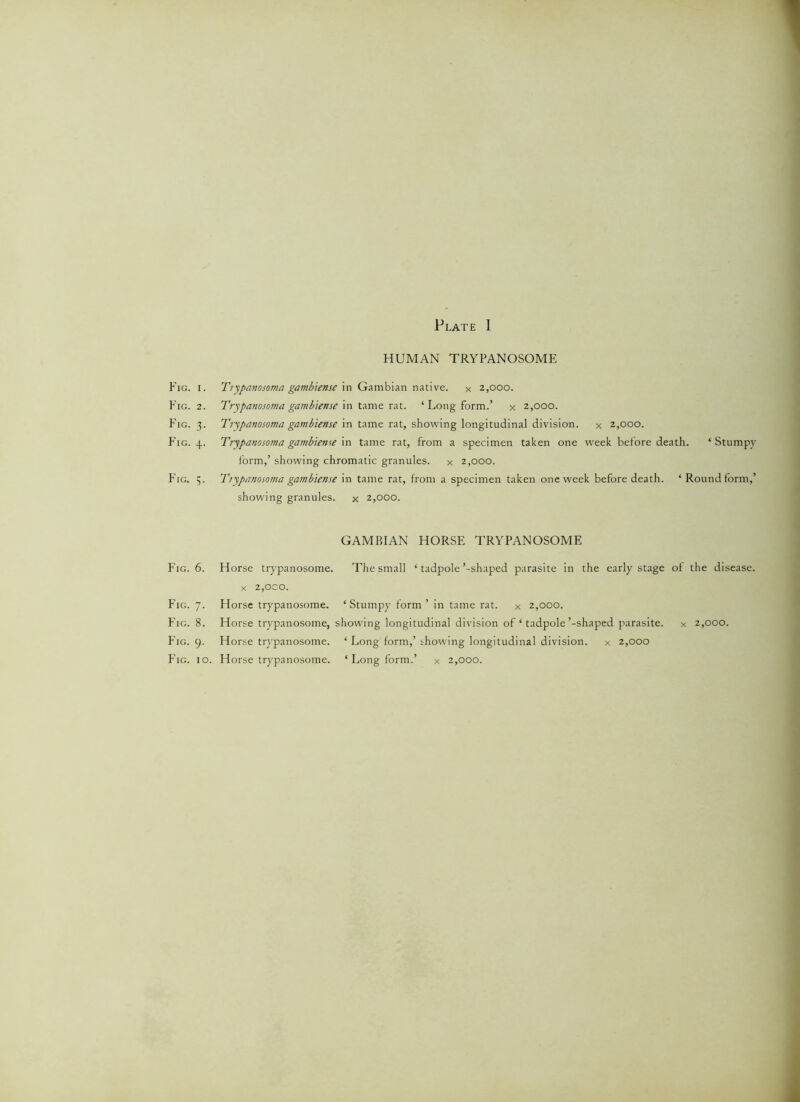 HUMAN TRYPANOSOME Fig. i. Ttypanosoma gambiense in Gambian native. x 2,000. Fig. 2. Trypanosoma gambiense in tame rat. ‘ Long form.’ x 2,000. Fig. 3. Trypanosoma gambiense in tame rat, showing longitudinal division. x 2,000. Fig. 4. Trypanosoma gambiense in tame rat, from a specimen taken one week before death. ‘Stumpy form,’ showing chromatic granules. x 2,000. Fig. 5. Trypanosoma gambiense in tame rat, from a specimen taken one week before death. ‘Round form,’ showing granules. x 2,000. GAMBIAN HORSE TRYPANOSOME Horse trypanosome. The small ‘ tadpole’-shaped parasite in the early stage of the disease. X 2,OCO. Horse trypanosome. ‘ Stumpy form ’ in tame rat. x 2,000. Horse trypanosome, showing longitudinal division of ‘ tadpole ’-shaped parasite. x 2,000. Horse trypanosome. ‘ Long form,’ showing longitudinal division. x 2,000 Fig. 6. Fig. 7. Fig. 8. Fig. 9. Fig. 10,