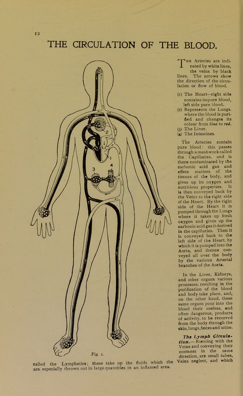 THE aRCULATION OF THE BLOOD The Arteries are indi* Gated by white lines, the veins by black lines. The arrows show the direction of the circu* laiion or flow of blood. (i) The Heart—right side contains impure blood, left side pure blood. (2) Represents the Lungs, where the blood is puri- fied and changes its colour from blue to red. (3) The Liver. (4) The Intestines. The Arteries contain pure blood: this passes through a meshwork called the Capillaries, and is there contaminated by the carbonic acid gas and effete matters of the tissues of the body, and gives up its oxygen and nutritious properties. It is then conveyed back by the Veins to the right side of the Heart. By the right side of the Heart it is pumped through the Lungs where it takes up fresh oxygen and gives up the carbonic acid gas it derived in the capillaries. Then it is conveyed back to the left side of the Heart, by which it is pumped into the Aorta, and thence con- veyed all over the body by the various Arterial branches of the Aorta. In the Liver, Kidneys, and other organs various processes, resulting in the purification of the blood and body take place, and, on the other hand, these same organs pour into the blood their useless, and often dangerous, products of activity, to be removed from the body through the skin,lungs,faeces and urine. Tb0 Lympb Circula* r/oii.— Ri>oning with the Veins and conveying their contents in the same direction, are small tubes, Veins neglect, and which