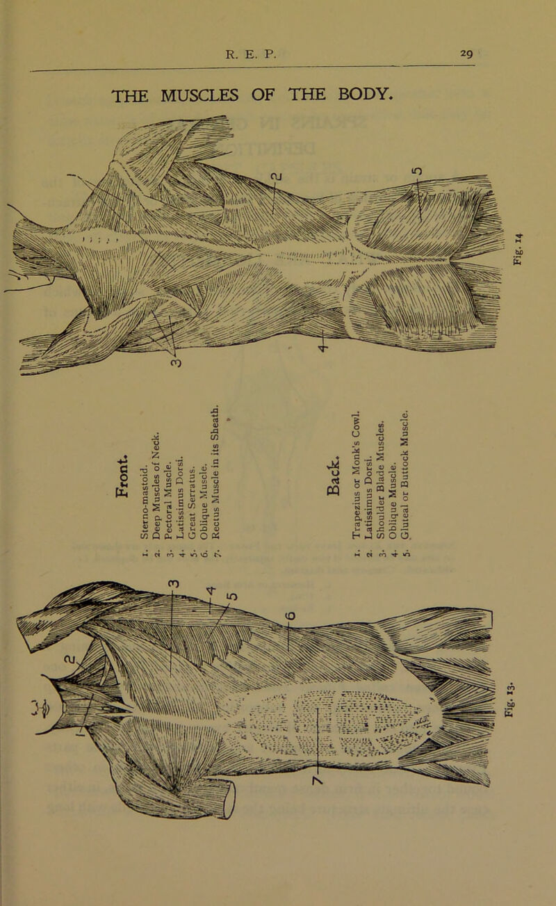 THE MUSCLES OF THE BODY. Fig. 14