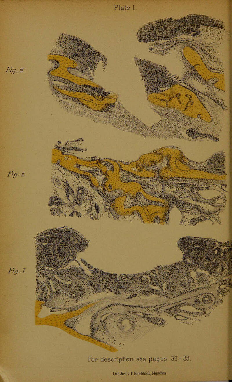 Plate 1 Fig. EJ. Fig.l Fig. I. ■M&mi For descnption see pages 32 + 33. ■ LuhAisl.v. F. Reicihhöld, München