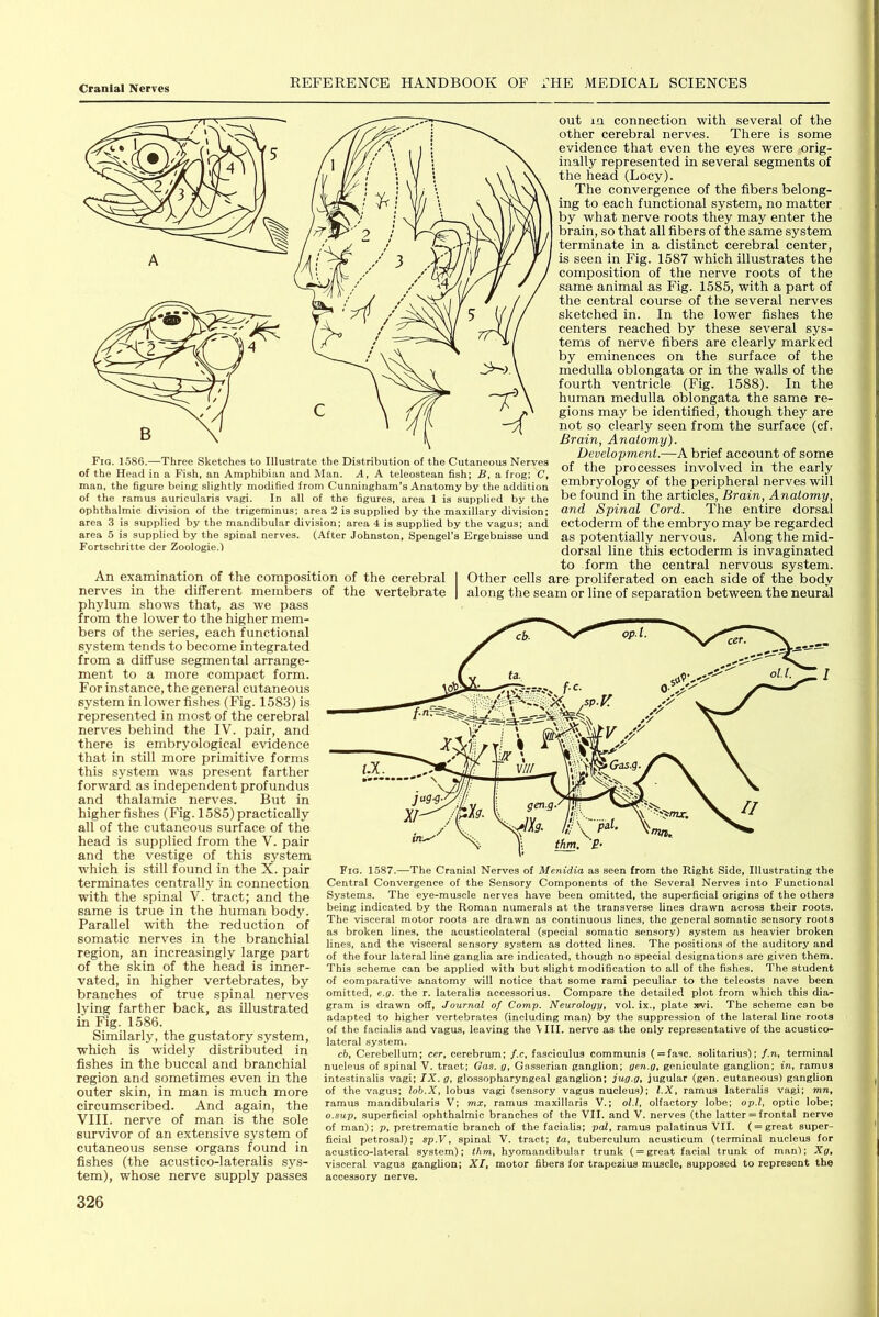 out in connection with several of the other cerebral nerves. There is some evidence that even the eyes were orig- inally represented in several segments of the head (Locy). The convergence of the fibers belong- ing to each functional system, no matter by what nerve roots they may enter the brain, so that all fibers of the same system terminate in a distinct cerebral center, is seen in Fig. 1587 which illustrates the composition of the nerve roots of the same animal as Fig. 1585, with a part of the central course of the several nerves sketched in. In the lower fishes the centers reached by these several sys- tems of nerve fibers are clearly marked by eminences on the surface of the medulla oblongata or in the walls of the fourth ventricle (Fig. 1588). In the human medulla oblongata the same re- gions may be identified, though they are not so clearly seen from the surface (cf. Brain, Anatomy). Development.—A brief account of some of the processes involved in the early embryology of the peripheral nerves will be found in the articles. Brain, Anatomy, and Spinal Cord. The entire dorsal ectoderm of the embryo may be regarded as potentially nervous. Along the mid- dorsal line this ectoderm is invaginated to form the central nervous system. An examination of the composition of the cerebral | Other cells are proliferated on each side of the body nerves in the different members phylum shows that, as we pass from the lower to the higher mem- bers of the series, each functional system tends to become integrated from a diffuse segmental arrange- ment to a more compact form. For instance, the general cutaneous system in lower fishes (Fig. 158.3) is represented in most of the cerebral nerves behind the IV. pair, and there is embryological evidence that in still more primitive forms this system was present farther forward as independent profundus and thalamic _ nerves. But in higher fishes (Fig. 1585) practically all of the cutaneous surface of the head is supplied from the V. pair and the vestige of this system which is still found in the X. pair terminates centrally in connection with the spinal V. tract; and the same is true in the human body. Parallel with the reduction of somatic nerves in the branchial region, an increasingly large part of the skin of the head is inner- vated, in higher vertebrates, by branches of true spinal nerves lying farther back, as illustrated in Fig. 1586. Similarly, the gustatory system, which is widely distributed in fishes in the buccal and branchial region and sometimes even in the outer skin, in man is much more circumscribed. And again, the VIII. nerve of man is the sole survivor of an extensive system of cutaneous sense organs found in fishes (the acustico-lateralis sys- tem), whose nerve supply passes 326 vertebrate | along the seam or line of separation between the neural Fig. 1587.—The Cranial Nerves of Menidia as seen from the Right Side, Illustrating the Central Convergence of the Sensory Components of the Several Nerves into Functional Systems. The eye-muscle nerves have been omitted, the superficial origins of the others being indicated by the Roman numerals at the transverse lines drawn across their roots. The visceral motor roots are drawn as continuous lines, the general somatic sensory roots as broken lines, the aeusticolateral (special somatic sensory) system as heavier broken lines, and the visceral sensory system as dotted lines. The positions of the auditory and of the four lateral line ganglia are indicated, though no special designations are given them. This scheme can be applied with but slight modification to all of the fishes. The student of comparative anatomy will notice that some rami peculiar to the teleosts nave been omitted, e.g. the r. lateralis accessorius. Compare the detailed plot from which this dia- gram is drawn off. Journal of Comp. Neurology, vol. ix., plate »vi. The scheme can be adapted to higher vertebrates (including man) by the suppression of the lateral line roots of the facialis and vagus, leaving the \ III. nerve as the only representative of the acustico- lateral system. c5. Cerebellum: cer, cerebrum; f.c, fasciculus communis ( = fasc. solitarius); f.n, terminal nucleus of spinal V. tract; Gas. g, Gasserian ganglion; gen.g, geniculate ganglion; in, ramus intestinalis vagi; IX. g, glossopharyngeal ganglion; jug.g, jugular (gen. cutaneous) ganglion of the v.agus; lob.X, lobus vagi (sensory vagus nucleus); l.X, ramus lateralis vagi; mn, ramus mandibularis V; mx, ramus maxillaris V.; ol.l, olfactory lobe; op.l, optic lobe; o.sup, superficial ophthalmic branches of the VII. and V. nerves (the latter = frontal nerve of man); p, pretrematic branch of the facialis; pal, ramus palatinus VII. ( = great super- ficial petrosal): sp.V, spinal V. tract; ta, tuberculum acusticum (terminal nucleus for acustico-lateral system); thm, hyomandibular trunk ( = great facial trunk of manl; Xg, visceral vagus ganglion; XI, motor fibers for trapezius muscle, supposed to represent the accessory nerve. Fig. 1586.—Three Sketches to Illustrate the Distribution of the Cutaneous Nerves of the Head in a Fish, an Amphibian and Man. A, A teleostean fish; B, a frog; C, man, the figure being slightly modified from Cunningham’s Anatomy by the addition of the ramus auricularis vagi. In all of the figures, area 1 is supplied by the ophthalmic division of the trigeminus; area 2 is supplied by the maxillary division; area 3 is supplied by the mandibular division: area 4 is supplied by the vagus; and area 5 is supplied by the spinal nerves. (After Johnston, Spengel’s Ergebuisse und Fortschritte der Zoologie.)