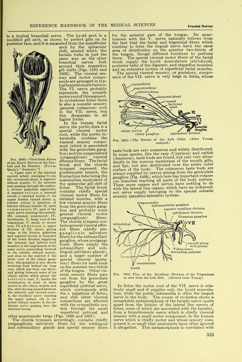 is a typical branchial nerve. The hyoid arch is a modified gill arch, as shown by perfect gills on its posterior face, and it is separated from the mandibular arch by the spiracular cleft, around which the facialis forks in just the same way as the other branchial nerves fork around their respective gill clefts (Figs. 1584 and 1605). The visceral sen- sory and motor compo- nents are arranged in typ- ical br anchiomeric f ashion. The VI. nerve probably represents the somatic motor rootof this segment. In cyclostome fishes there is also a somatic sensory (general cutaneous) root in the VII. nerve, but this disappears in all higher forms. In the human facial nerve the portio dura is a special visceral motor root, while the portio in- termedia contains the visceral sensory compo- nent (which is associated with the geniculate gang- lion) and the unspecialized (preganglionic) visceral efferent fibers. The facial trunk and the chorda tympani represent the posttrematic branch, the Eustachian tube being the mammalian equivalent of the spiracular gill cleft of fishes. The facial trunk contains chiefly special visceral motor fibers for striated muscles, with a few visceral sensory fibers from the geniculate gang- lion and probably some general visceral motor (preganglionic) fibers. The chorda tympani con- tains general visceral effer- ent fibers (chiefly pre- ganglionic salivatory fibers for the submaxillary ganglion, whose postgang- lionic fibers supply the submaxillary and sub- lingual salivatory glands), and a larger number of special visceral (gusta- tory) fibers for taste buds on the anterior two-thirds of the tongue. Other vis- ceral sensory fibers pass out from the geniculate ganglion by the great superficial petrosal nerve, which corresponds with the r. palatinus of fishes, and still other visceral connections are effected with the sympathetic sys- tem through the small superficial petrosal and other anastomotic twigs (Figs. 1606 and 1607). The chorda tympani, accordingly, contains chiefly preganglionic salivatory fibers for the sublingual and submaxillary glands and special sensory fibers Fia. 1600.—View from Above of the Motor Nerves of the Eye- ball and Its Muscles. (From Quain’s “Anatomy.”) a, Upper part of the internal carotid artery emerging from the cavernous sinus; 6, superior oblique muscle; 5', its anterior part passing through the pulley; c, levator palpebrse superioris; d, superior rectus; e, internal rectus; /, external rectus; its upper tendon turned down; g, inferior rectus; h, insertion of inferior oblique muscle; II, optic commissure; II', part of the optic nerve entering the eyeball; III, common oculomotor; IV, trochlearis; V, large root of the trigeminus; V', small, or motor root; VI, ab du cen s; 1, upper division of III. nerve, giving twigs to the levator palpebrse and superior rectus; 2, branches of the lower division supplying the internal and inferior recti muscles; 3, the long branch of the same nerve, proceeding forward to the inferior oblique muscle, and close to the number 3 the short root of the ciliary gang- lion; this ganglion is also shown receiving from behind its long root, which has been cut short, and giving forward some of its ciliary nerves which pierce the sclerotic coat; 3', marks the termination of some of these nerves in the ciliary muscle and iris, after having passed between the sclerotic and choroid coats; 4, the trochlear nerve entering the upper surface ofh te su- perior oblique muscle; 6, the ab- ducens nerve passing into the external rectus. for the anterior part of the tongue. Its anas- tomosis with the V. nerve naturally follows from the fact that the facial and trigeminal fibers which combine to form the lingual nerve have the same area of distribution on the anterior two-thirds of the tongue, though different functions to perform there. The special visceral motor fibers of the facial trunk supply the hyoid musculature (stylohyoid, posterior belly of the digastric, and stapedius muscles) and an extensive system of superficial facial muscles. The special visceral sensory, or gustatory, compo- nent of the VII. nerve is very large in fishes, whose FiQ. 1601.—The Nerves of the Left Orbit. (After Young, reduced.) taste buds are very numerous and widely distributed. In some species, like the carp (Cyprmus) and catfish (Ameiurus), taste buds are found, not only very abun- dantly in the mucous membrane of the mouth, gills, and lips, but also distributed over the entire outer surface of the body. The cutaneous taste buds are always supplied by nerves arising from the geniculate ganglion (Fig. 1608), which here has important cutane- ous branches reaching all parts of the body surface. These sense organs and nerves have nothmg to do with the lateral line organs, which have an independ- ent nerve supply belonging to the special somatic sensory (acustico-lateralis) system. Fig. 1602. Plan of the Maxillary Division of the Trigeminus as seen from the Left Side. (Altered from Young.) In fishes the motor root of the VII. nerve is rela- tively small and it supplies only the hyoid muscula- ture, while the portio intermedia is often the largest nerve in the body. The course of evolution shows a remarkable metamorphosis of the facialis nerve (quite apart from the history of the lateral line nerves of fishes, some of which are associated with the facialis), from a branchiomeric nerve which is chiefly visceral sensory with a small motor component, to the human nerve which is chiefly motor and whose sensory com- ponent is so small that anatomists have often ignored it altogether. This metamorphosis is correlated with