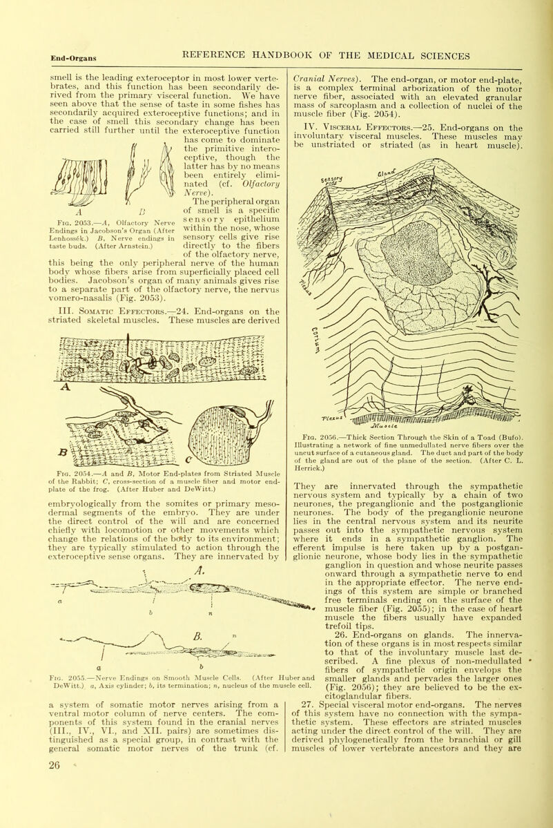 smell is the leading exteroceptor in most lower verte- brates, and this function has been secondarily de- rived from the primary visceral function. We have seen above that the sense of taste in some fishes has secondarily accpiired exteroceptive functions; and in the case of smell this secondary change has been carried still further until the exteroceptive function has come to dominate the primitive intero- ceptive, though the latter has by no means been entirely elimi- nated (cf. Olfactory Nerve). The peripheral organ of smell is a specific sensory epithelium within the nose, whose sensory cells give rise directly to the fibers of the olfactory nerve, this being the only peripheral nerve of the human body whose fibers arise from superficially placed cell bodies. Jacobson’s organ of many animals gives rise to a separate part of the olfactory nerve, the nervus vomero-nasalis (Fig. 2053). III. Somatic Effectors.—24. End-organs on the striated skeletal muscles. These muscles are derived A B Fig. 2053.—A, Olfactory Nerve Endings in Jacobson’s Organ (.After Lenhoss^k.) B, Nerve endings in taste buds. (After Arnstcin.) Fig. 20.54.—A and B, Motor End-plates from Striated Muscle of the Rabbit; C, cross-section of a muscle fiber and motor end- plate of the frog. (After Huber and DeWitt.) embryologically from the somites or primary meso- dermal segments of the embryo. They are under the direct control of the will and are concerned chiefly with locomotion or other movements which change the relations of the bctdy to its environment; they are typically stimulated to action through the exteroceptive sense organs. They are innervated by i >7. ....., Cranial Nerves). The end-organ, or motor end-plate, is a complex terminal arborization of the motor nerve fiber, associated with an elevated granular mass of sarcoplasm and a collection of nuclei of the muscle fiber (Fig. 2054). IV. Visceral Effectors.—25. End-organs on the involuntary visceral muscles. These muscles may be unstriated or striated (as in heart muscle). Fig. 2055.- DeWitt.) -Nerve Endings on Smooth Muscle Cells. (.After Huber and [, Axis cylinder; b, its termination; n, nucleus of the muscle cell. a system of somatic motor nerves arising from a ventral motor column of nerve centers. The com- ponents of this system found in the cranial nerves (III., IV., VI., and XII. pairs) are sometimes dis- tinguished as a special group, in contrast with the general somatic motor nerves of the trunk (cf. Fig. 2056.—Thick Section Through the Skin of a Toad (Bufo). Illustrating a network of fine unmedullated nerve fibers over the uncut surface of a cutaneous gland. The duet and part of the body of the gland are out of the plane of the section. (After C. L. Herrick.) They are innervated through the sympathetic nervous sy.stem and typically by a chain of two neurones, the preganglionic and the postganglionic neurones. The body of the preganglionic neurone lies in the central nervous system and its neurite passes out into the sympathetic nervous system where it ends in a sympathetic ganglion. The efferent impulse is here taken up by a postgan- glionic neurone, whose body lies in the sympathetic ganglion in cpiestion and whose neurite passes onward through a sympathetic nerve to end in the appropriate effector. The nerve end- ings of this system are simple or branched free terminals ending on the surface of the muscle fiber (Fig. 20.55); in the case of heart muscle the fibers u.sually have expanded trefoil tips. 26. End-organs on glands. The innerva- tion of these organs is in most respects similar to that of the involuntary muscle last de- scribed. A fine plexus of non-medullated fibers of sympathetic origin envelops the smaller glands and pervades the larger ones (Fig. 2056); they are believed to be the ex- citoglandular fibers. 27. Special visceral motor end-organs. The nerves of this system have no connection with the sympa- thetic system. These effectors are striated muscles acting under the direct control of the will. They are derived phylogenetically from the branchial or gill muscles of lower vertebrate ancestors and they are