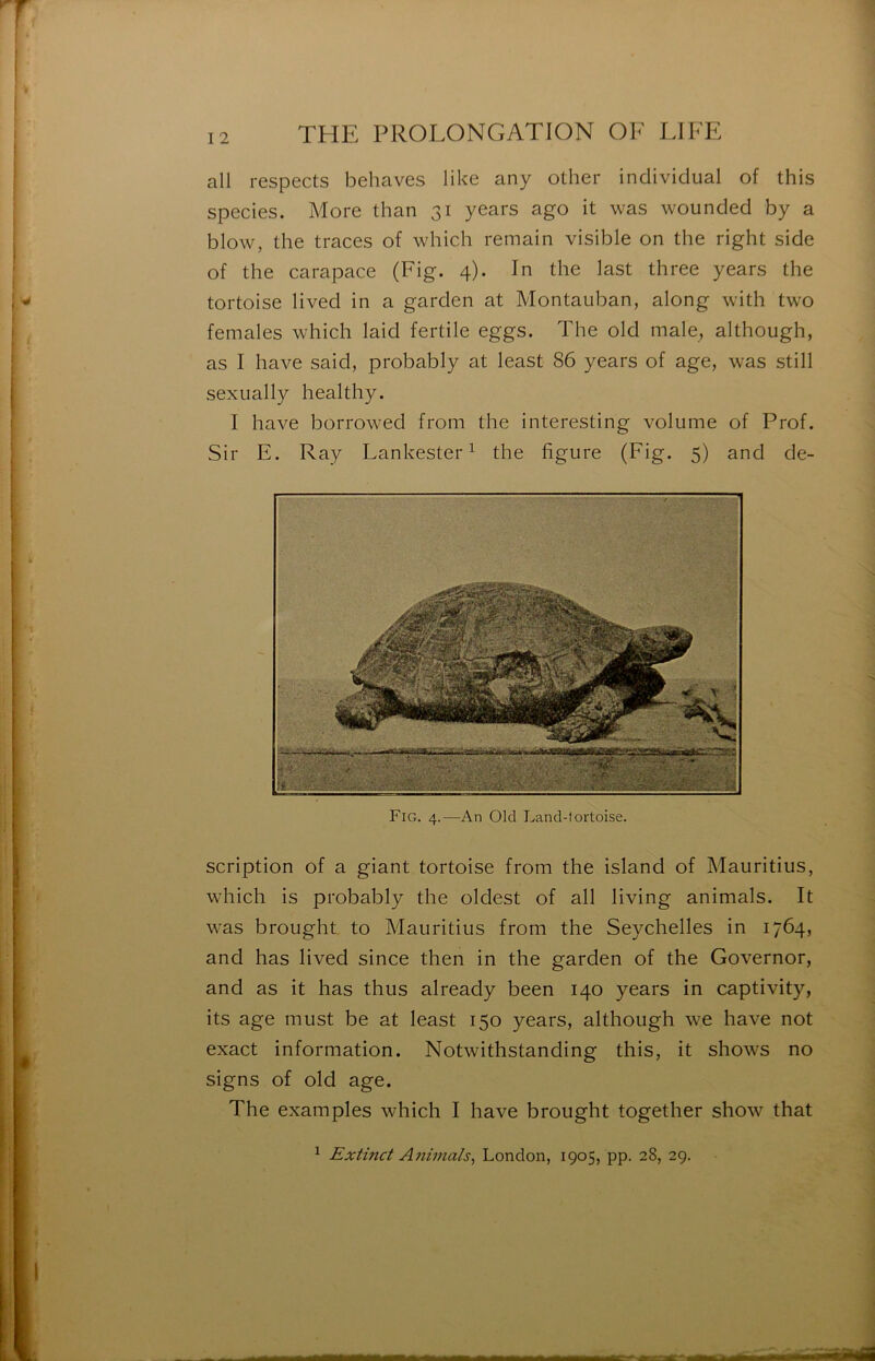 all respects behaves like any other individual of this species. More than 31 years ago it was wounded by a blow, the traces of which remain visible on the right side of the carapace (Fig. 4). In the last three years the tortoise lived in a garden at Montauban, along with two females which laid fertile eggs. The old male, although, as I hâve said, probably at least 86 years of âge, was still sexLially healthy. I hâve borrowed from the interesting volume of Prof. Sir E. Ray Lankester ^ the figure (Fig. 5) and de- Fig. 4.—An Old Land-tortoise. scription of a giant tortoise from the island of Mauritius, wdiich is probably the oldest of all living animais. It was brought to Mauritius from the Seychelles in 1764, and has lived since then in the garden of the Governor, and as it has thus already been 140 years in captivity, its âge must be at least 150 years, although we hâve not exact information. Notwithstanding this, it shows no signs of old âge. The examples which I hâve brought together show that ^ Extmct Animais^ London, 1905, pp. 28, 29.