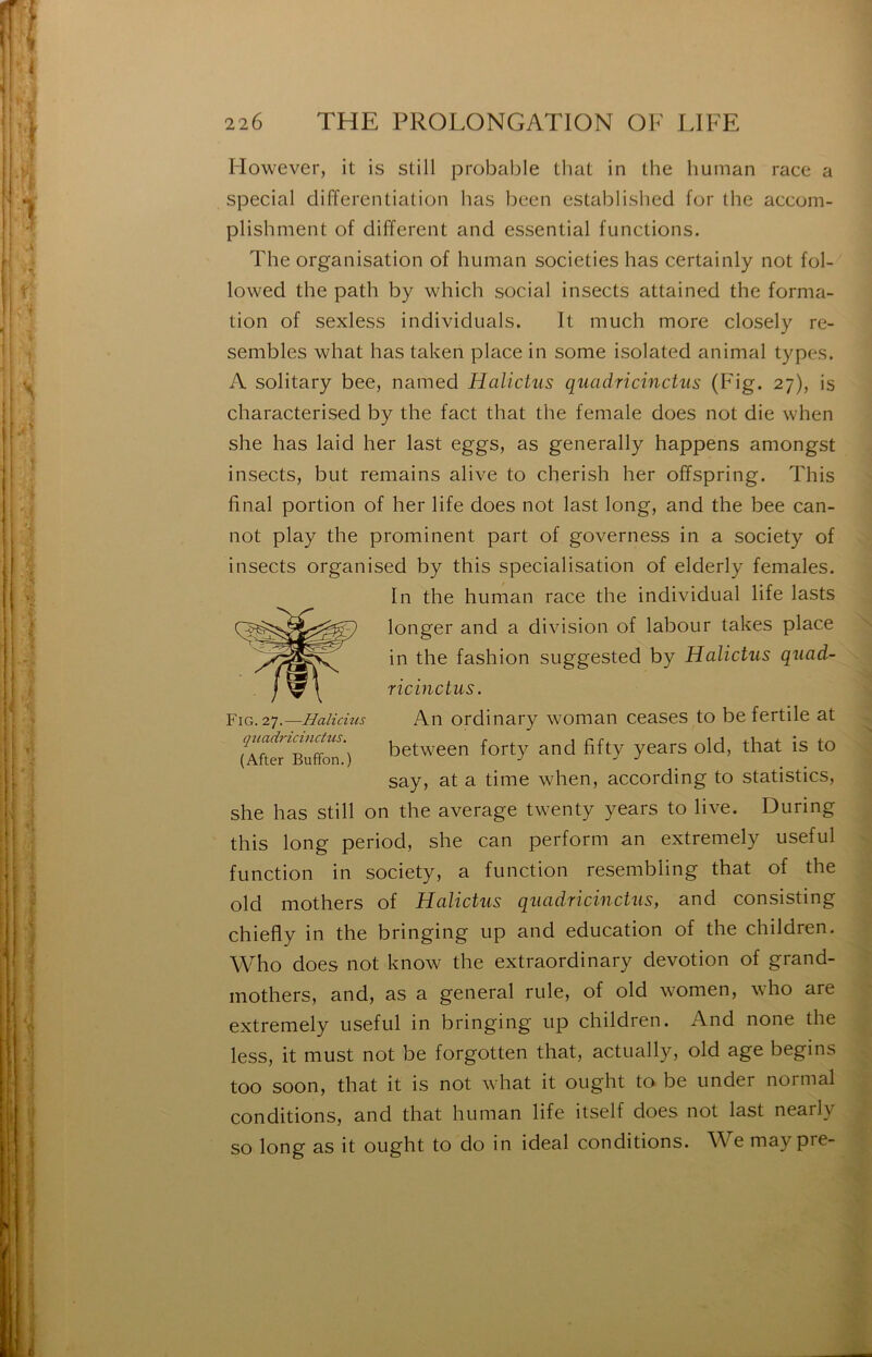 However, it is still probable that in the human race a spécial différentiation lias been established for the accom- plishment of different and essential functions. The organisation of human societies has certainly not fol- lowed the path by which social insects attained the forma- tion of sexless individuals. It much more closely re- sembles what has taken place in some isolated animal types. A solitary bee, named Halictus quadricinctus (Fig. 27), is characterised by the fact that the female does not die when she has laid her last eggs, as generally happens amongst insects, but remains alive to cherish her offspring. This final portion of her life does not last long, and the bee can- not play the prominent part of governess in a society of insects organised by this spécialisation of elderly females. Fig. 27.—Halicius quadricinctus. (After Buffbn.) In the human race the individual life lasts longer and a division of labour takes place in the fashion suggested by Halictus quad- ricinctus. An ordinary woman ceases to be fertile at between forty and fifty years old, that is to say, at a time when, according to statistics. she has still on the average twenty years to live. During this long period, she can perform an extremely useful function in society, a function resembling that of the old mothers of Halictus quadricinctus, and consisting chiefly in the bringing up and éducation of the children. Who does not know the extraordinary dévotion of grand- mothers, and, as a general riile, of old women, who are extremely useful in bringing up children. And none the less, it must not be forgotten that, actually, old âge begins too soon, that it is not what it ought to be under normal conditions, and that human life itself does not last nearly so long as it ought to do in idéal conditions. We may pre-