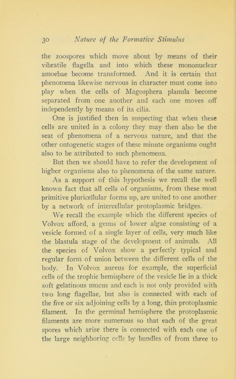 thè zoospores which move about by means of their vibratile flagella and into which these mononuclear amoebae become transformed. And it is certain that phenomena likewise nervous in character must come into play when thè cells of Magosphera planula become separated from one another and each one moves off independently by means of its ciba. One is justified then in suspecting that when these cells are united in a colony they may then also be thè seat of phenomena of a nervous nature, and that thè other ontogenetic stages of these minute organisms ought also to be attributed to such phenomena. But then we should have to refer thè development of higher organisms also to phenomena of thè sanie nature. As a support of this hypothesis we recali thè well known fact that all cells of organisms, from these most primitive pluricellular forms up, are united to one another by a network of intercellular protoplasmi bridges. We recali thè example which thè different species of Volvox afford, a genus of lower algae consisting of a vesicle formed of a single layer of cells, very much like thè blastula stage of thè development of animals. All thè species of Volvox show a perfectly typical and regular forni of union between thè different cells of thè body. In Volvox aureus for example, thè superficial cells of thè trophic hemisphere of thè vesicle lie in a tliick soft gelatinous mucus and each is not only provided with two long flagellae, but also is connected with each of thè Ave or six adjoining cells by a long, thin protoplasmic filament. In thè germinai hemisphere thè protoplasmic fìlaments are more numerous so that each of thè great spores which arise there is connected with each one of thè large neighboring cells by bundles of from tliree to