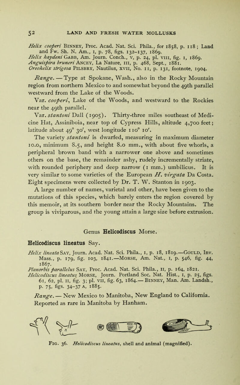 Helix cooperi Binney, Proc. Acad. Nat. Sci. Phila., for 1858, p. 118; Land and Fw. Sh. N. Am., 1, p. 78, figs. 132-137, 1869. Helix haydeni Gabb, Am. Journ. Conch., v, p. 24, pi. vm, fig. 1, 1869. Anguispira bruneri Ancey, La Nature, III, p. 468, Sept., 1881. Oreohelix strigosa Pilsbry, Nautilus, xvii. No. 11, p. 131, footnote, 1904. Range.—Type at Spokane, Wash., also in the Rocky Mountain region from northern Mexico to and somewhat beyond the 49th parallel westward from the Lake of the Woods. Var. cooperi, Lake of the Woods, and westward to the Rockies near the 49th parallel. Var. stantoni Dali (1905). Thirty-three miles southeast of Medi- cine Hat, Assiniboia, near top of Cypress Hills, altitude 4,700 feet; latitude about 490 30', west longitude no° io\ The variety stantoni is dwarfed, measuring in maximum diameter 10.0, minimum 8.5, and height 8.0 mm., with about five whorls, a peripheral brown band with a narrower one above and sometimes others on the base, the remainder ashy, rudely incrementally striate, with rounded periphery and deep narrow (1 mm.) umbilicus. It is very similar to some varieties of the European H. virgata Da Costa. Eight specimens were collected by Dr. T. W. Stanton in 1903. A large number of names, varietal and other, have been given to the mutations of this species, which barely enters the region covered by this memoir, at its southern border near the Rocky Mountains. The group is viviparous, and the young attain a large size before extrusion. Helicodiscus lineatus Say. Helix UneataSxY, Journ. Acad. Nat. Sci. Phila., 1, p. 18, 1819.—Gould, Inv. Mass., p. 179, fig. 103, 1841.—Morse, Am. Nat., 1, p. 546, fig. 44, 1867. Planorbisparallelus Say, Proc. Acad. Nat. Sci. Phila., II, p. 164, 1821. Helicodiscus lineatus Morse, Journ. Portland Soc. Nat. Hist., 1, p. 25, figs. 61, 62, pi. 11, fig. 3; pi. vii, fig. 63, 1864.— Binney, Man. Am. Landsh., P- 75- figs- 34-37 a, 1885. Range. — New Mexico to Manitoba, New England to California. Reported as rare in Manitoba by Hanham. Genus Helicodiscus Morse. Fig. 36. Helicodiscus lineatus, shell and animal (magnified).