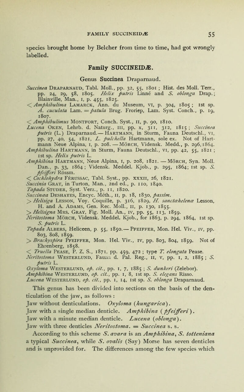 species brought home by Belcher from time to time, had got wrongly labelled. Family SUCCINEHX®. Genus Succinea Draparnaud. Succinea Draparnaud, Tabl. Moll., pp. 32, 55, 1801 ; Hist, des Moll. Terr., pp. 24, 29, 58, 1805. Helix putris Linne and S. oblonga Drap.; Blainville, Man., 1, p. 455, 1825. < Amphibulima Lamarck, Ann. du Museum, vi, p. 304, 1805; 1st sp. A. cuculata Lam. = patula Brug. Froriep, Lam. Syst. Conch., p. 19, 1807. < Amphibulimus Montfort, Conch. Syst., 11, p. 90, 1810. Lucena Oken, Lehrb. d. Naturg., hi, pp. x, 311, 312, 1815; Succinea putris (L.) Draparnaud.— Hartmann, in Sturm, Fauna Deutschl., vi, pp. 27, 40, 54, 1821, L. pulchella Hartmann, sole ex. Not of Hart- mann Neue Alpina, 1, p. 208.—Morch, Vidensk. Medd., p. 296,1864. Amphibulina Hartmann, in Sturm, Fauna Deutschl., vi, pp. 42, 55, 1821 ; 1 st sp. Helix putris L. Amphibina Hartmann, Neue Alpina, 1, p. 208, 1821. —Morch, Syn. Moll. Dan., p. 33, 1864; Vidensk. Meddel. Kjob., p. 295, 1864; 1st sp. 3“. pfeifferi Rossm. < Cochlohydra Ferussac, Tabl. Syst., pp. xxxii, 26, 1821. Succinia Gray, in Turton, Man., 2nd ed., p. 110, 1840. Tapada Studer, Syst. Verz., p. 11, 1820. Succinaa Deshayes, Encyc. Meth., n, p. 18, 1830, passim. > Helisiga Lesson, Voy. Coquille, p. 316, 1829, H. sanctcehelence Lesson, H. and A. Adams, Gen. Rec. Moll., n, p. 130, 1855. > Helisigna Mrs. Gray, Fig. Moll. An., iv, pp. 55, 113, 1859. Neritostoma Morch, Vidensk. Meddel. Kjob., for 1863, p. 294, 1864, 1st sp. S. putris L. Tapada Albers, Heliceen, p. 55, 1850.— Pfeiffer, Mon. Hel. Viv., iv, pp. 803, 808, 1859. > Brachyspira Pfeiffer, Mon. Hel. Viv., iv, pp. 803, 804, 1859. Not of Ehrenberg, 1858. < Truella Pease, P. Z. S., 1871, pp. 459, 472 ; type T. elongata Pease. Neritostoma Westerlund, Fauna d. Pal. Reg., n, V, pp. 1,2, 1885 ; S. putris L. Oxylotna Westerlund, op. cit., pp. 1, 7, 1885 ; S. dunkeri (Zelebor). Amphibina Westerlund, op. cit., pp. 1, 8, 1st sp. S. elegans Risso. Lucena Westerlund, op. cit., pp. 1, 14, 1st sp. S. oblonga Draparnaud. This genus has been divided into sections on the basis of the den- ticulation of the jaw, as follows : Jaw without denticulations. Oxyloma {kungarica}. Jaw with a single median denticle. Amphibina {pfeifferi}. Jaw with a minute median denticle. Lucena {oblonga}. Jaw with three denticles Neritostoma. = Succinea s. s. According to this scheme S. avara is an Amphibina, S. totteniana a typical Succinea, while S. ovalis (Say) Morse has seven denticles and is unprovided for. The differences among the few species which