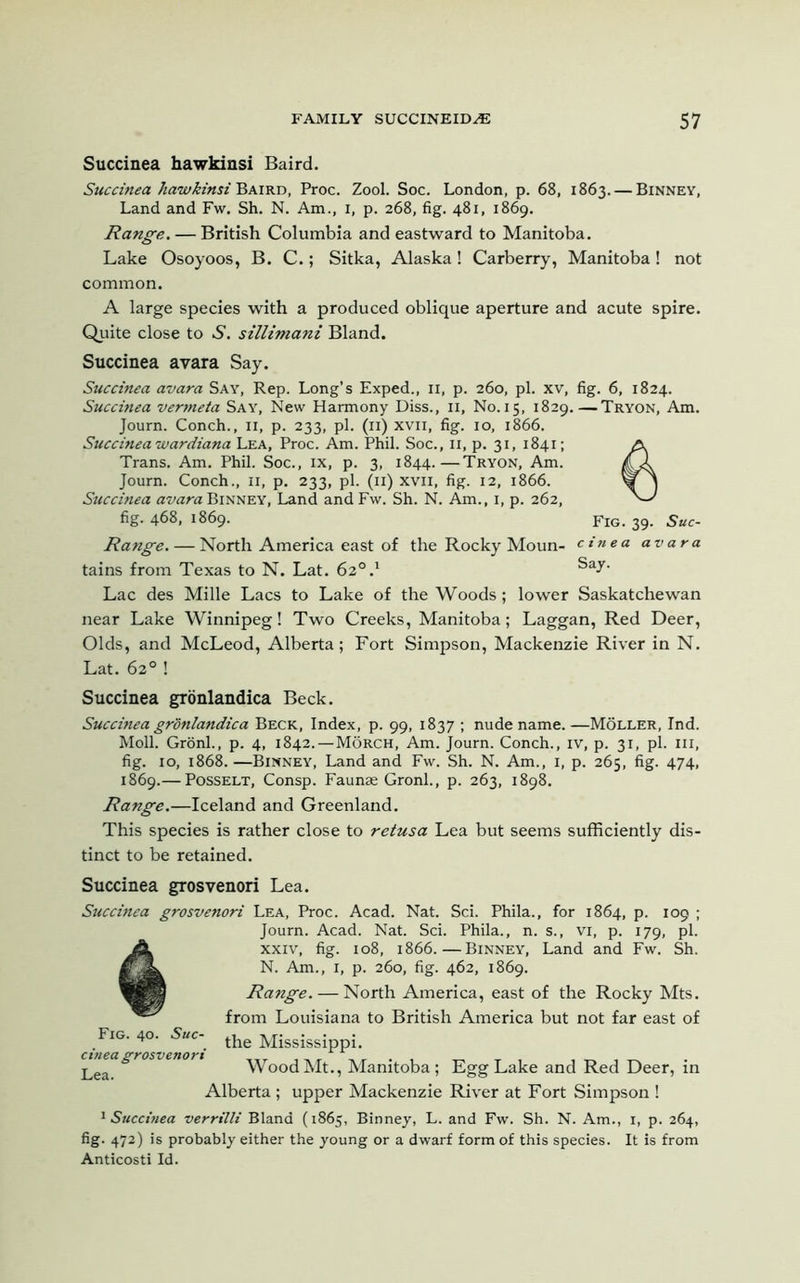 Succinea hawkinsi Baird. Succinea hawkinsi Baird, Proc. Zool. Soc. London, p. 68, 1863. — Binney, Land and Fw. Sh. N. Am., 1, p. 268, fig. 481, 1869. Range. — British Columbia and eastward to Manitoba. Lake Osoyoos, B. C.; Sitka, Alaska! Carberry, Manitoba! not common. A large species with a produced oblique aperture and acute spire. Quite close to S. sillimani Bland. Succinea avara Say. Succinea avara Say, Rep. Long’s Exped., n, p. 260, pi. xv, fig. 6, 1824. Succinea vermeta Say, New Harmony Diss., n, No. 15, 1829.—Tryon, Am. Journ. Conch., II, p. 233, pi. (n) xvii, fig. 10, 1866. Succinea wardiana Lea, Proc. Am. Phil. Soc., n, p. 31, 1841; Trans. Am. Phil. Soc., ix, p. 3, 1844.—Tryon, Am. Journ. Conch., 11, p. 233, pi. (11) xvn, fig. 12, 1866. Succinea avara Binney, Land and Fw. Sh. N. Am., 1, p. 262, fig. 468, 1869. Fig. 39. Suc- Range. — North America east of the Rocky Moun- cine a avara tains from Texas to N. Lat. 62°.1 Sa^‘ Lac des Mille Lacs to Lake of the Woods; lower Saskatchewan near Lake Winnipeg! Two Creeks, Manitoba; Laggan, Red Deer, Olds, and McLeod, Alberta; Fort Simpson, Mackenzie River in N. Lat. 62° ! Succinea gronlandica Beck. Succinea gronlandica Beck, Index, p. 99, 1837 ; nude name.—Moller, Ind. Moll. Gronl., p. 4, 1842. — Morch, Am. Journ. Conch., iv, p. 31, pi. hi, fig. 10, 1868.—Binney, Land and Fw. Sh. N. Am., 1, p. 265, fig. 474, 1869.— Posselt, Consp. Faunae Gronl., p. 263, 1898. Range.—Iceland and Greenland. This species is rather close to retusa Lea but seems sufficiently dis- tinct to be retained. Succinea grosvenori Lea. Succinea grosvenori Lea, Proc. Acad. Nat. Sci. Phila., for 1864, p. 109 ; Journ. Acad. Nat. Sci. Phila., n. s., vi, p. 179, pi. xxiv, fig. 108, 1866.—Binney, Land and Fw. Sh. N. Am., 1, p. 260, fig. 462, 1869. Range. — North America, east of the Rocky Mts. from Louisiana to British America but not far east of Fig. 40. Sue-' ^ Mississippi ctnea grosvenori . Lea WoodMt., Manitoba; Egg Lake and Red Deer, in Alberta; upper Mackenzie River at Fort Simpson ! 1 Succinea verrilli Bland (1865, Binney, L. and Fw. Sh. N. Am., 1, p. 264, fig. 472) is probably either the young or a dwarf form of this species. It is from Anticosti Id.
