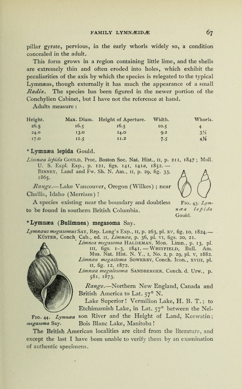 pillar gyrate, pervious, in the early whorls widely so, a condition concealed in the adult. This form grows in a region containing little lime, and the shells are extremely thin and often eroded into holes, which exhibit the peculiarities of the axis by which the species is relegated to the typical Lymnaeas, though externally it has much the appearance of a small Radix. The species has been figured in the newer portion of the Conchylien Cabinet, but I have not the reference at hand. Adults measure: Height. Max. Diam. Height of Aperture. Width. Whorls. 26.5 16.5 16.5 10.5 4 24.0 13-0 14.0 9.2 I'A 17.0 XI*S 11.2 7-5 \'/z *Lymnaea lepida Gould. Limncea lepida Gould, Proc. Boston Soc. Nat. Hist., 11, p. 211, 1847 ; Moll. U. S. Expl. Exp., p. 121, figs. 141, 141a, 1852.— Binney, Land and Fw. Sh. N. Am., n, p. 29, fig. 33, 1865. Range.—Lake Vancouver, Oregon (Wilkes) ; near Challis, Idaho (Merriam) ! A species existing near the boundary and doubtless Fig. 43. Lym- to be found in southern British Columbia. n(ea lepida Gould. *Lymnaea (Bulimnea) megasoma Say. Lymnceus megasomusSay, Rep. Long’s Exp., 11, p. 263, pi. xv, fig. 10, 1824.— Kuster, Conch Cab., ed. 11, Limncea, p. 36, pi. vi, figs. 20, 21. Umnea megasoma Haldeman, Mon. Limn., p. 13, pi. hi, figs. 1-3, 1841.—Whitfield, Bull. Am. Mus. Nat. Hist. N. Y., 1, No. 2, p. 29, pi. v, 1882. Limncea megastoma Sowerby, Conch. Icon., xvm, pi. 11, fig. 12, 1872. Limncea megalosoma Sandberger, Conch, d. Urw., p. 581, 1873. Range.—Northern New England, Canada and British America to Lat. 570 N. Lake Superior! Vermilion Lake, H. B. T.; to Etchimamish Lake, in Lat. 570 between the Nel- FiG. 44. Lymncea son River and the Height of Land, Keewatin; megasoma Say. Bois Blanc Lake, Manitoba ! The British American localities are cited from the literature, and except the last I have been unable to verify them by an examination of authentic specimens.