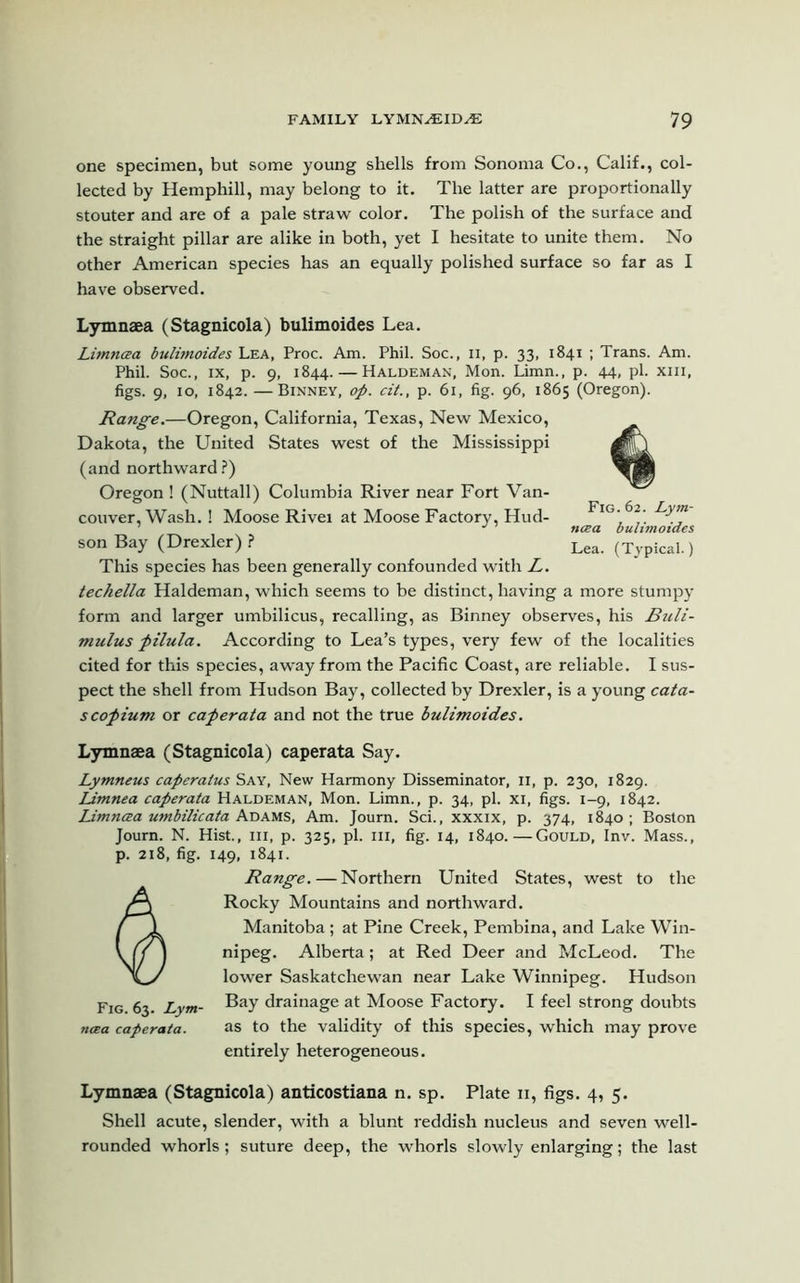 one specimen, but some young shells from Sonoma Co., Calif., col- lected by Hemphill, may belong to it. The latter are proportionally stouter and are of a pale straw color. The polish of the surface and the straight pillar are alike in both, yet I hesitate to unite them. No other American species has an equally polished surface so far as I have observed. Lymnaea (Stagnicola) bulimoides Lea. Limncea bulimoides Lea, Proc. Am. Phil. Soc., n, p. 33, 1841 ; Trans. Am. Phil. Soc., ix, p. 9, 1844.—Haldeman, Mon. Limn., p. 44, pi. xm, figs. 9, 10, 1842. —Binney, op. cit., p. 61, fig. 96, 1865 (Oregon). Range.—Oregon, California, Texas, New Mexico, Dakota, the United States west of the Mississippi (and northward ?) Oregon ! (Nuttall) Columbia River near Fort Van- couver, Wash. ! Moose Rivei at Moose Factory, Hud- son Bay (Drexler) ? This species has been generally confounded with L. techella Haldeman, which seems to be distinct, having a more stumpy form and larger umbilicus, recalling, as Binney observes, his Buli- mulus pilula. According to Lea’s types, very few of the localities cited for this species, away from the Pacific Coast, are reliable. I sus- pect the shell from Hudson Bay, collected by Drexler, is a young cata- scopium or caperata and not the true bulimoides. Lymnaea (Stagnicola) caperata Say. Lymneus caperatus Say, New Harmony Disseminator, 11, p. 230, 1829. Limnea caperata Haldeman, Mon. Limn., p. 34, pi. xi, figs. 1-9, 1842. Umnaa umbilicata Adams, Am. Journ. Sci., xxxix, p. 374, 1840 ; Boston Journ. N. Hist., in, p. 325, pi. in, fig. 14, 1840.—Gould, Inv. Mass., p. 218, fig. 149, 1841. Range. — Northern United States, west to the Rocky Mountains and northward. Manitoba ; at Pine Creek, Pembina, and Lake Win- nipeg. Alberta; at Red Deer and McLeod. The lower Saskatchewan near Lake Winnipeg. Hudson Fig 63. Lym- Bay drainage at Moose Factory. I feel strong doubts ncea caperata. as to the validity of this species, which may prove entirely heterogeneous. Lymnaea (Stagnicola) anticostiana n. sp. Plate n, figs. 4, 5. Shell acute, slender, with a blunt reddish nucleus and seven well- rounded whorls; suture deep, the whorls slowly enlarging; the last Fig. 62. Lym- ncea bulimoides Lea. (Typical.)