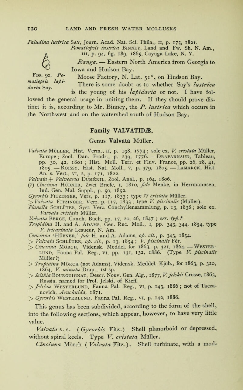 Paludina lustrica Say, Journ. Acad. Nat. Sci. Phila., 11, p. 175, 1821. Pomatiopsis lustrica Binney, Land and Fw. Sh. N. Am., hi, p. 94, fig. 189, 1865, Cayuga Lake, N. Y. Range. — Eastern North America from Georgia to Iowa and Hudson Bay. Moose Factory, N. Lat. 51 °, on Hudson Bay. There is some doubt as to whether Say’s lustrica is the young of his iapidaria or not. I have fol- lowed the general usage in uniting them. If they should prove dis- tinct it is, according to Mr. Binney, the P. lustrica which occurs in the Northwest and on the watershed south of Hudson Bay. Family VALVATIDAJ. Genus Valvata Muller. Valvata Muller, Hist. Verm., 11, p. 198, 1774 ; sole ex. V cristata Muller, Europe ; Zool. Dan. Prodr., p. 239, 1776. — Draparnaud, Tableau, pp. 30, 42, 1801 ; Hist. Moll. Terr, et Fluv. France, pp. 26, 28, 41, 1805.—Roissy, Hist. Nat. Moll., v, p. 379, 1805. — Lamarck, Hist. An. s. Vert., vi, 2, p. 171, 1822. Valvata + Valvearus Dum£ril, Zool. Anal., p. 164, 1806. (?) Cincinna Hubner, Zwei Briefe, 1, 1810, fide Menke, in Herrmannsen, Ind. Gen. Mai. Suppl., p. 50, 1852. Gyrorbis Fitzinger, Verz, p. 117, 1833 ; type // cristata Muller. > Valvata Fitzinger, Verz, p. 117, 1833; type V. piscinalis (Muller). Planella Schluter, Syst. Verz. Conchyliensammlung, p. 13, 1838 ; sole ex. Valvata cristata Muller. Volvata Berge, Conch. Buch, pp. 17, 20, 26, 1847 ; err. typ.? Tropidina H. and A. Adams, Gen. Rec. Moll., 1, pp. 343, 344, 1854, type V tricarinata Lesueur, N. Am. Concinna •Hubner,’ fide H. and A. Adams, op. cit., p. 343, 1854. > Valvata Schluter, op. cit., p. 13, 1854 ; V. piscinalis Fer. > Cincinna Morch, Vidensk. Meddel. for 1863, p. 321, 1864.—Wester - lund, Fauna Pal. Reg., vi, pp. 131, 132, 1886. (Type V piscinalis Muller ?) > Tropidina Morch (not Adams), Vidensk. Meddel. Kjob., for 1863, p. 320, 1864, V. minuta Drap., 1st sp. > Ielskia Bourguignat, Descr. Nouv. Gen. Alg., 1877, V. jelskii Crosse, 1863, Russia, named for Prof. Jelski, of Kieff. > Jelskia Westerlund, Fauna Pal. Reg., VI, p. 143, 1886; not ofTacza- novich, Arachnida, 1871. > Gyrorbis Westerlund, Fauna Pal. Reg., vi, p. 142, 1886. This genus has been subdivided, according to the form of the shell, into the following sections, which appear, however, to have very little value. Valvata s. s. ( Gyrorbis Fitz.) Shell planorboid or depressed, without spiral keels. Type V. cristata Muller. Cincinna Morch ( Valvata Fitz.). Shell turbinate, with a mod- Fig. 92. Po- matiopsis lapi- daria Say.