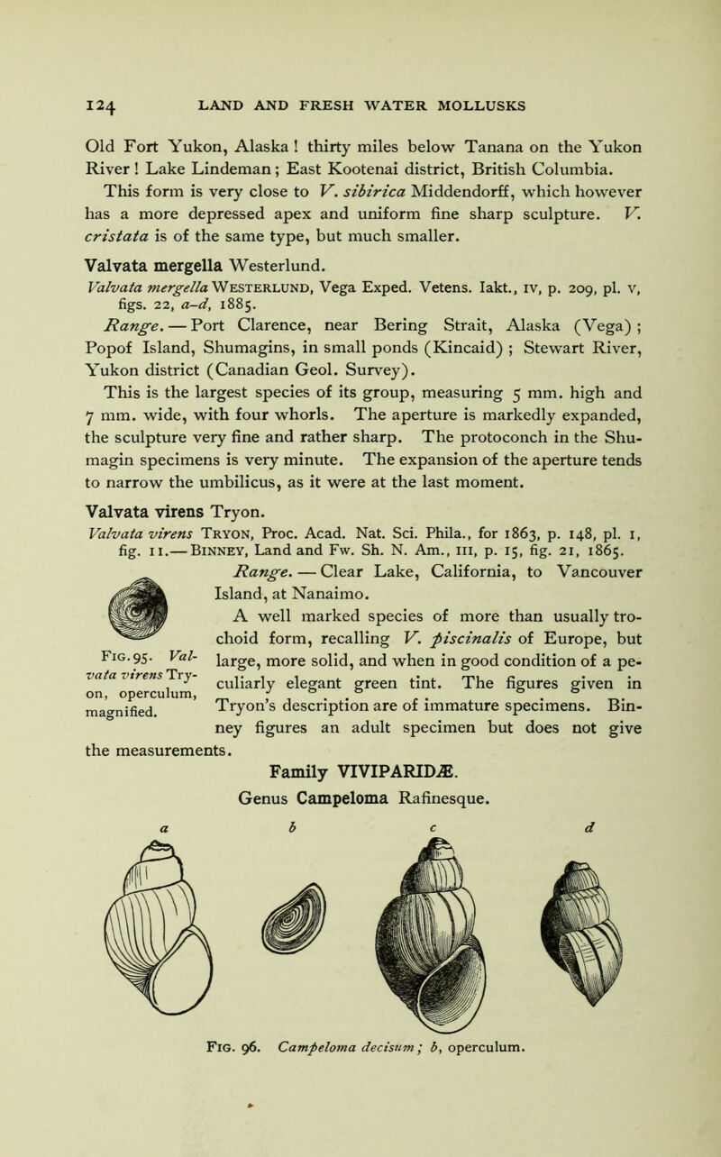 Old Fort Yukon, Alaska ! thirty miles below Tanana on the Yukon River! Lake Lindeman; East Kootenai district, British Columbia. This form is very close to V. sibirica Middendorff, which however has a more depressed apex and uniform fine sharp sculpture. V. cristata is of the same type, but much smaller. Valvata mergella Westerlund. Valvata mergella Westerlund, Vega Exped. Vetens. Iakt., iv, p. 209, pi. v, figs. 22, a-d, 1885. Range. — Port Clarence, near Bering Strait, Alaska (Vega) ; Popof Island, Shumagins, in small ponds (Kincaid) ; Stewart River, Yukon district (Canadian Geol. Survey). This is the largest species of its group, measuring 5 mm. high and 7 mm. wide, with four whorls. The aperture is markedly expanded, the sculpture very fine and rather sharp. The protoconch in the Shu- magin specimens is very minute. The expansion of the aperture tends to narrow the umbilicus, as it were at the last moment. Valvata virens Tryon. Valvata virens Tryon, Proc. Acad. Nat. Sci. Phila., for 1863, p. 148, pi. i, fig. 11.— Binney, Land and Fw. Sh. N. Am., hi, p. 15, fig. 21, 1865. Range. — Clear Lake, California, to Vancouver Island, at Nanaimo. A well marked species of more than usually tro- choid form, recalling V. fiscinalis of Europe, but large, more solid, and when in good condition of a pe- culiarly elegant green tint. The figures given in Tryon’s description are of immature specimens. Bin- ney figures an adult specimen but does not give the measurements. Family VIVIPARIDjE. Genus Campeloma Rafinesque.
