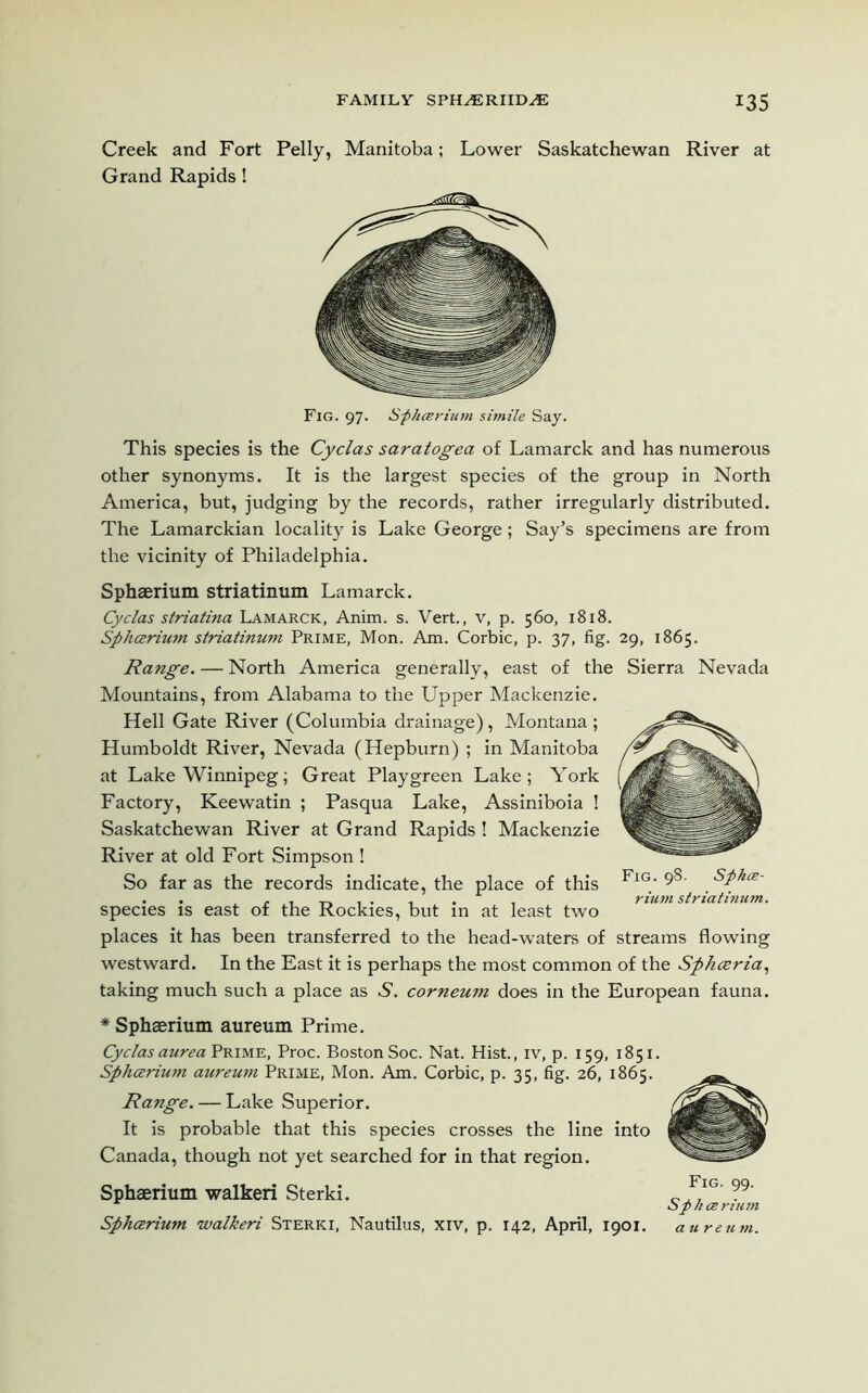 Creek and Fort Pelly, Manitoba; Lower Saskatchewan River at Grand Rapids ! Fig. 97. Sphcerium simile Say. This species is the Cyclas saratogea of Lamarck and has numerous other synonyms. It is the largest species of the group in North America, but, judging by the records, rather irregularly distributed. The Lamarckian locality is Lake George; Say’s specimens are from the vicinity of Philadelphia. Sphaerium striatimim Lamarck. Cyclas striatina Lamarck, Anim. s. Vert., v, p. 560, 1818. Sphcerium striatinum Prime, Mon. Am. Corbie, p. 37, fig. 29, 1865. Range. — North America generally, east of the Sierra Nevada Mountains, from Alabama to the Upper Mackenzie. Hell Gate River (Columbia drainage), Montana ; Humboldt River, Nevada (Hepburn) ; in Manitoba at Lake Winnipeg; Great Playgreen Lake ; York Factory, Keewatin ; Pasqua Lake, Assiniboia ! Saskatchewan River at Grand Rapids ! Mackenzie River at old Fort Simpson ! So far as the records indicate, the place of this Fig‘ 98' sPha' . . . , _ , . , . , riwm striatinum. species is east of the Rockies, but in at least two places it has been transferred to the head-waters of streams flowing westward. In the East it is perhaps the most common of the Spkceria, taking much such a place as S. corneum does in the European fauna. * Sphaerium aureum Prime. Cyclasaurea Prime, Proc. Boston Soc. Nat. Hist., iv, p. 159, 1851. Spharium aureum Prime, Mon. Am. Corbie, p. 35, fig. 26, 1865. Range. — Lake Superior. It is probable that this species crosses the line into Canada, though not yet searched for in that region. Sphaerium walkeri Sterki. Sphcerium walkeri Sterki, Nautilus, xiv, p. 142, April, 1901. Fig. 99. Sphcerium aureu m.