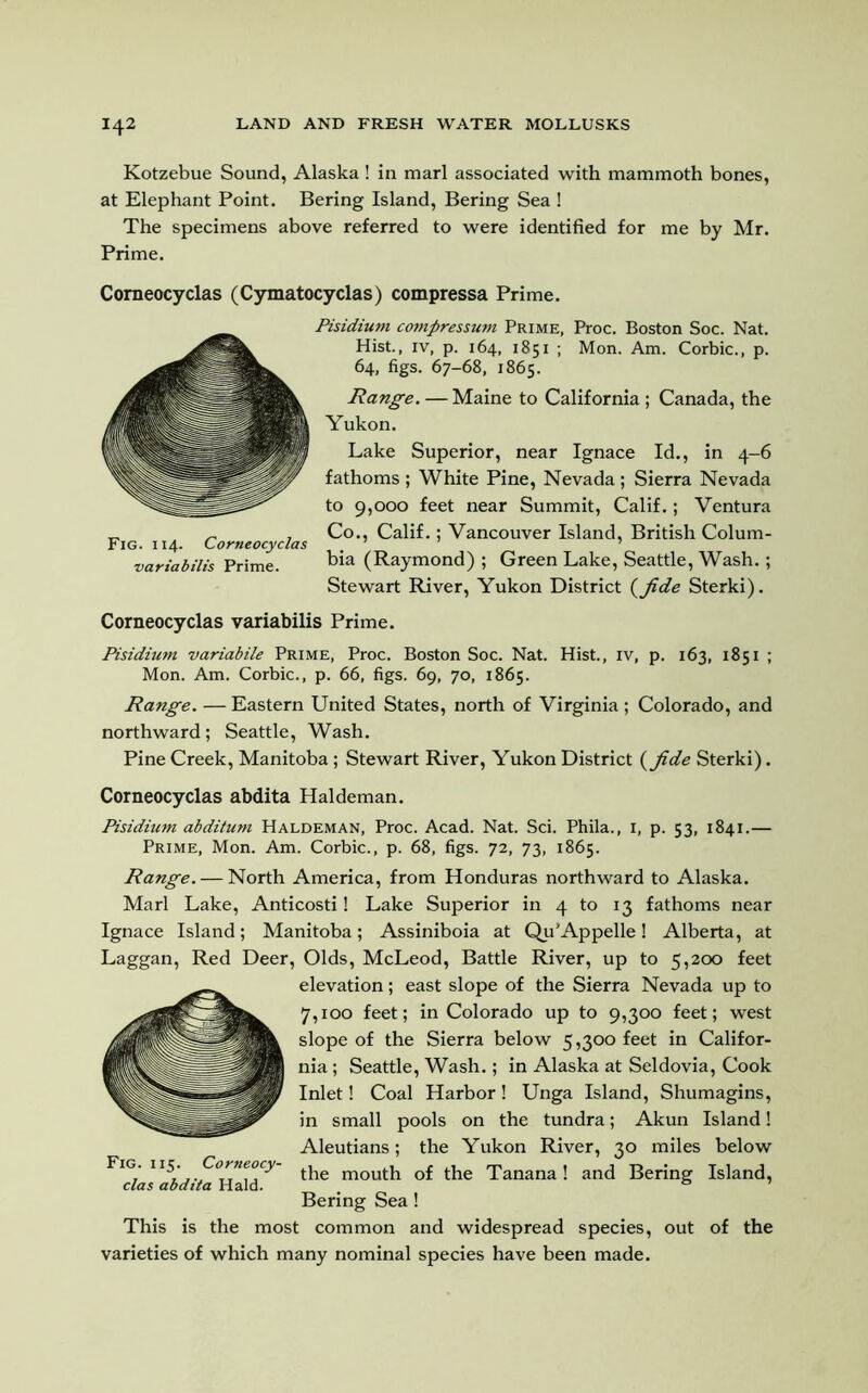 Kotzebue Sound, Alaska ! in marl associated with mammoth bones, at Elephant Point. Bering Island, Bering Sea ! The specimens above referred to were identified for me by Mr. Prime. Comeocyclas (Cymatocyclas) compressa Prime. Pisidium compression Prime, Proc. Boston Soc. Nat. Hist., iv, p. 164, 1851 ; Mon. Am. Corbie., p. 64, figs. 67-68, 1865. Range. — Maine to California ; Canada, the Yukon. Lake Superior, near Ignace Id., in 4-6 fathoms ; White Pine, Nevada ; Sierra Nevada to 9,000 feet near Summit, Calif.; Ventura _ „ , Co., Calif.; Vancouver Island, British Colum- Fig. 114. Corneocyclas 7 ’ variabilis Prime. bia (Raymond) ; Green Lake, Seattle, Wash. ; Stewart River, Yukon District (fide Sterki). Corneocyclas variabilis Prime. Pisidium variabile Prime, Proc. Boston Soc. Nat. Hist., iv, p. 163, 1851 ; Mon. Am. Corbie., p. 66, figs. 69, 70, 1865. Range. —Eastern United States, north of Virginia ; Colorado, and northward; Seattle, Wash. Pine Creek, Manitoba; Stewart River, Yukon District (fide Sterki). Corneocyclas abdita Haldeman. Pisidium abditum Haldeman, Proc. Acad. Nat. Sci. Phila., 1, p. 53, 1841.— Prime, Mon. Am. Corbie., p. 68, figs. 72, 73, 1865. Range. — North America, from Honduras northward to Alaska. Marl Lake, Anticosti! Lake Superior in 4 to 13 fathoms near Ignace Island; Manitoba; Assiniboia at Qu’Appelle! Alberta, at Laggan, Red Deer, Olds, McLeod, Battle River, up to 5,200 feet elevation; east slope of the Sierra Nevada up to 7,100 feet; in Colorado up to 9,300 feet; west slope of the Sierra below 5,300 feet in Califor- nia ; Seattle, Wash.; in Alaska at Seldovia, Cook Inlet! Coal Harbor! Unga Island, Shumagins, in small pools on the tundra; Akun Island! Aleutians; the Yukon River, 30 miles below FlG/ 115ij ■JC°^ne,Ty' the mouth of the Tanana! and Bering Island, clas abdita Hald. . 0 Bering Sea! This is the most common and widespread species, out of the varieties of which many nominal species have been made.