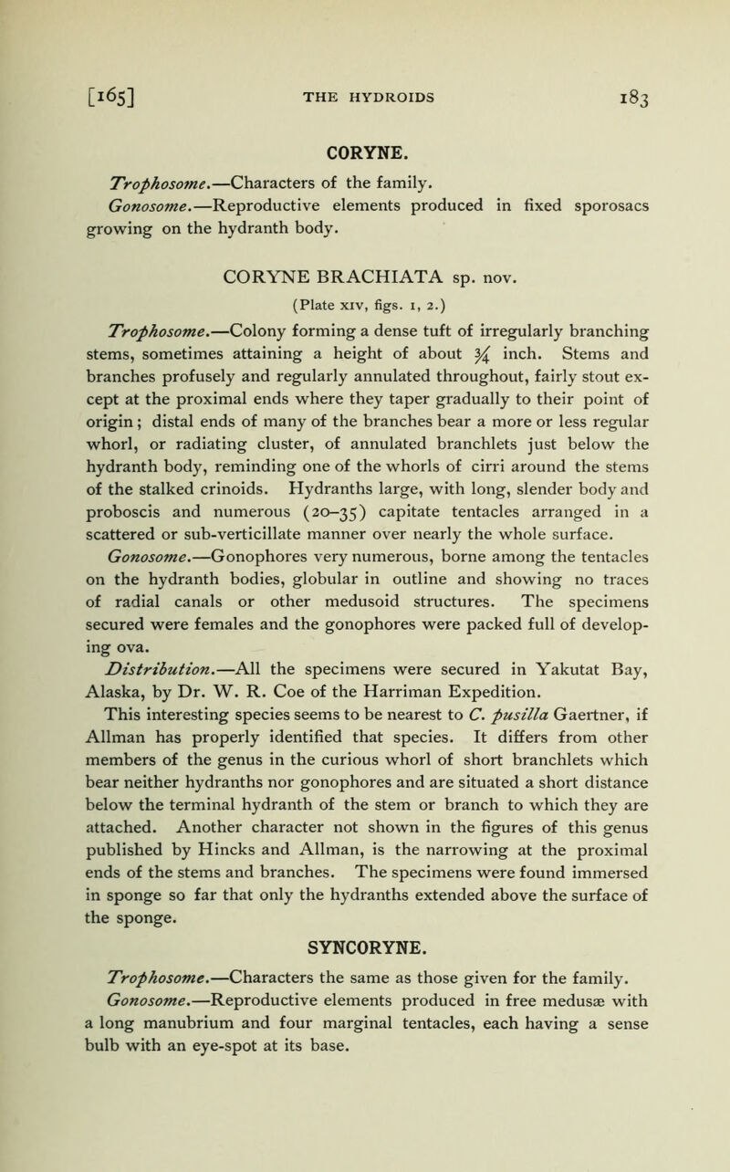 CORYNE. Tropkosotne.—Characters of the family. Gonosome.—Reproductive elements produced in fixed sporosacs growing on the hydranth body. CORYNE BRACHIATA sp. nov. (Plate xiv, figs. 1, 2.) Trophosome.—Colony forming a dense tuft of irregularly branching stems, sometimes attaining a height of about ^ inch. Stems and branches profusely and regularly annulated throughout, fairly stout ex- cept at the proximal ends where they taper gradually to their point of origin; distal ends of many of the branches bear a more or less regular whorl, or radiating cluster, of annulated branchlets just below the hydranth body, reminding one of the whorls of cirri around the stems of the stalked crinoids. Hydranths large, with long, slender body and proboscis and numerous (20-35) capitate tentacles arranged in a scattered or sub-verticillate manner over nearly the whole surface. Gonosome.—Gonophores very numerous, borne among the tentacles on the hydranth bodies, globular in outline and showing no traces of radial canals or other medusoid structures. The specimens secured were females and the gonophores were packed full of develop- ing ova. Distribution.—All the specimens were secured in Yakutat Bay, Alaska, by Dr. W. R. Coe of the Harriman Expedition. This interesting species seems to be nearest to C. pusilla Gaertner, if Allman has properly identified that species. It differs from other members of the genus in the curious whorl of short branchlets which bear neither hydranths nor gonophores and are situated a short distance below the terminal hydranth of the stem or branch to which they are attached. Another character not shown in the figures of this genus published by Hincks and Allman, is the narrowing at the proximal ends of the stems and branches. The specimens were found immersed in sponge so far that only the hydranths extended above the surface of the sponge. SYNCORYNE. Trophosome.—Characters the same as those given for the family. Gonosome.—Reproductive elements produced in free medusae with a long manubrium and four marginal tentacles, each having a sense bulb with an eye-spot at its base.