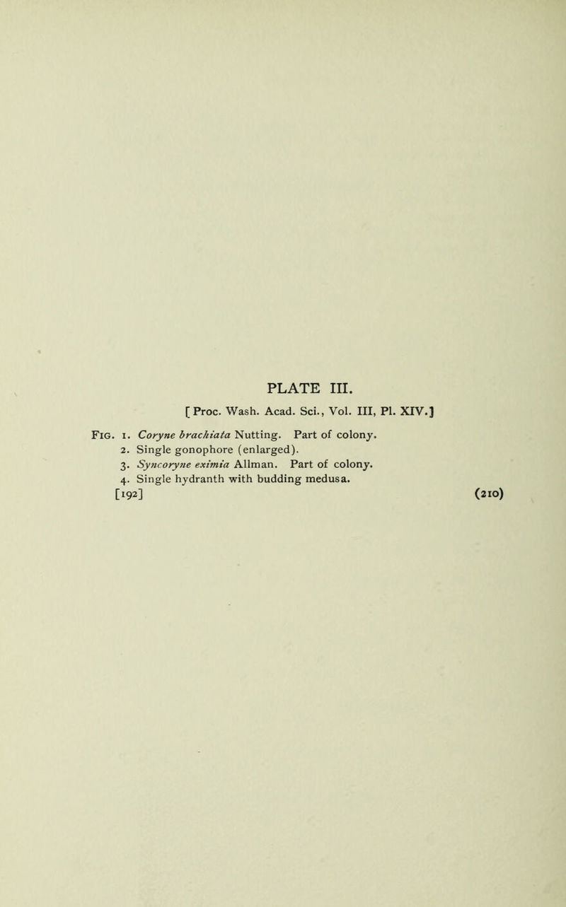 PLATE III. [Proc. Wash. Acad. Sci., Vol. Ill, PI. XIV.] Fig. i. Coryne brachiata Nutting. Part of colony. 2. Single gonophore (enlarged). 3. Syncoryne ext'mia Allman. Part of colony. 4. Single hydranth with budding medusa. [192] (2X0)