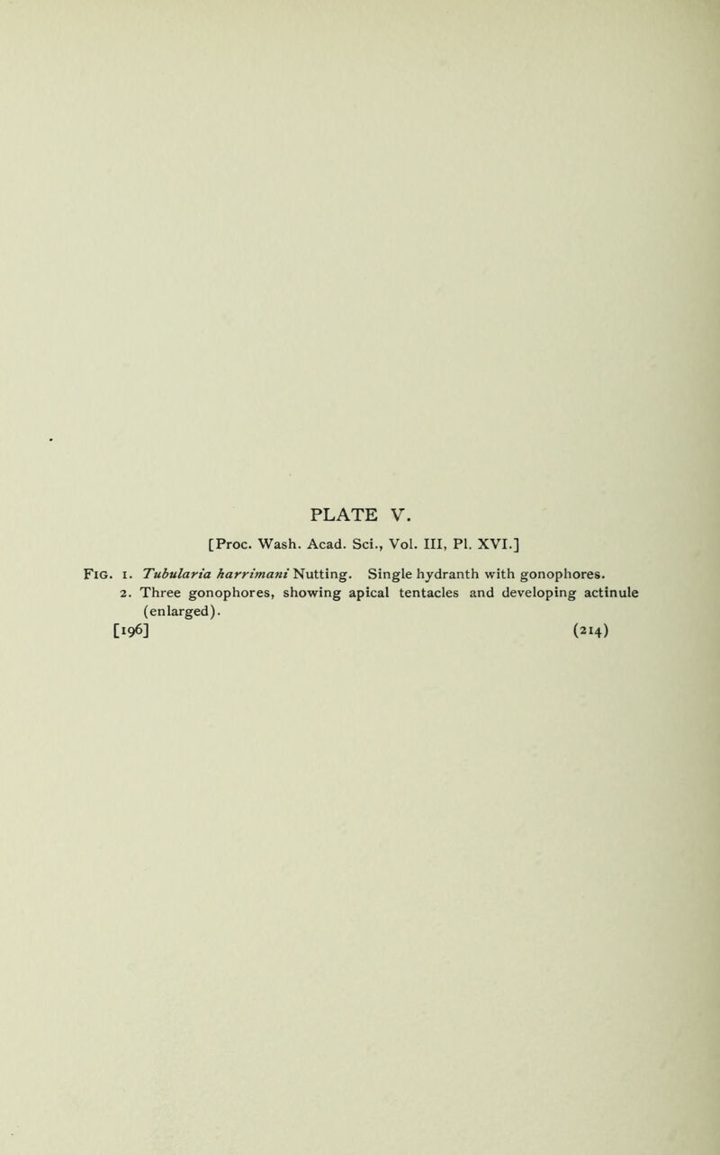 [Proc. Wash. Acad. Sci., Vol. Ill, PI. XVI.] Fig. i. Tubularia karrimani Nutting. Single hydranth with gonophores. 2. Three gonophores, showing apical tentacles and developing actinule (enlarged). [196] (214)