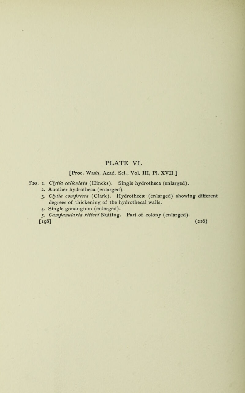 [Proc. Wash. Acad. Sci., Vol. Ill, PI. XVII.] Fig. i. Clytia caliculata (Hincks). Single hydrotheca (enlarged). 2. Another hydrotheca (enlarged). 3. Clytia compressa (Clark). Hydrothecae (enlarged) showing different degrees of thickening of the hydrothecal walls. 4. Single gonangium (enlarged). 5. Campanularia ritteri Nutting. Part of colony (enlarged). [198] (216)