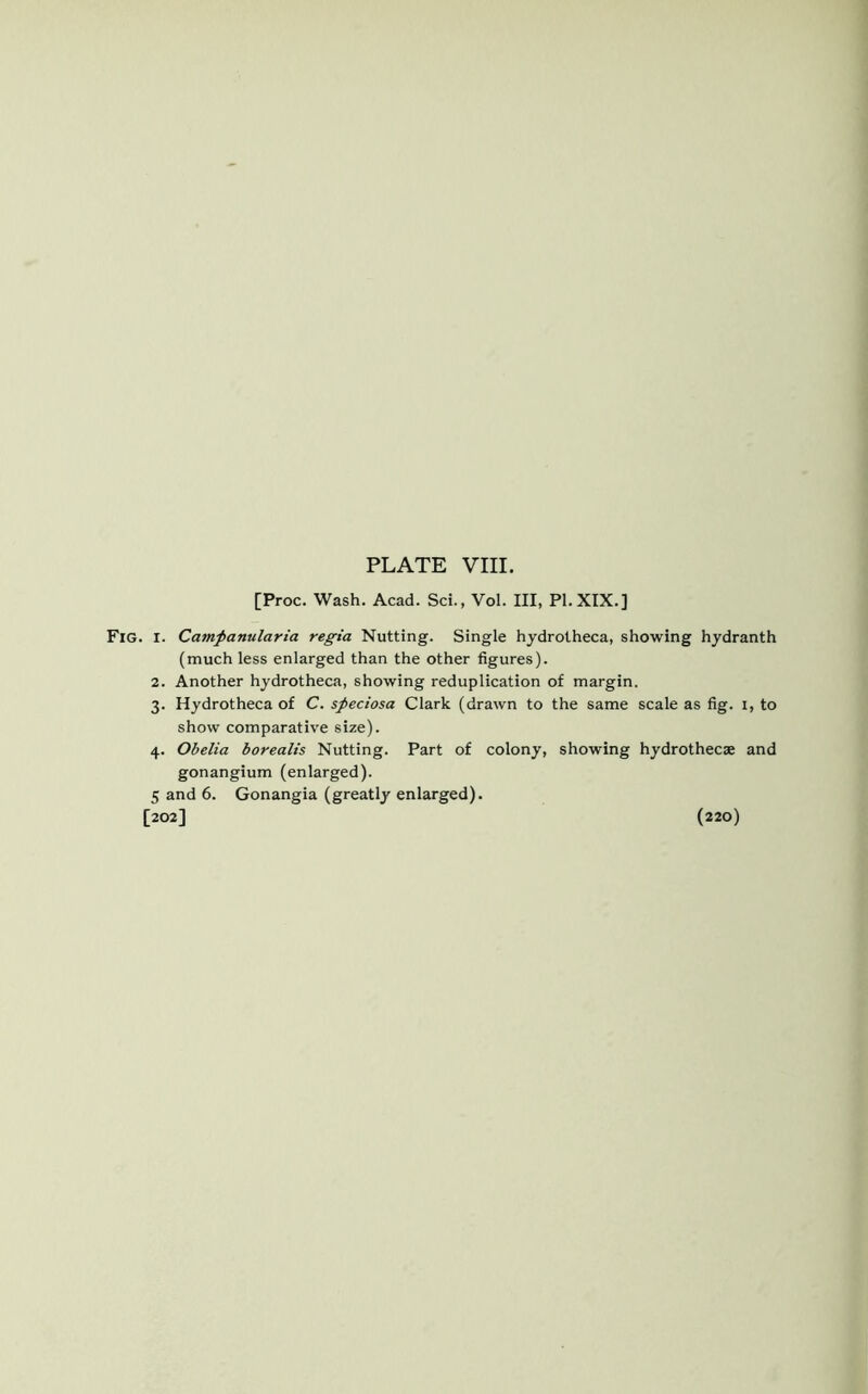 [Proc. Wash. Acad. Sci., Vol. Ill, PI.XIX.] Fig. i. Campanularia regia Nutting. Single hydrotheca, showing hydranth (much less enlarged than the other figures). 2. Another hydrotheca, showing reduplication of margin. 3. Hydrotheca of C. speciosa Clark (drawn to the same scale as fig. 1, to show comparative size). 4. Obelia borealis Nutting. Part of colony, showing hydrothecae and gonangium (enlarged). 5 and 6. Gonangia (greatly enlarged). [202] (220)