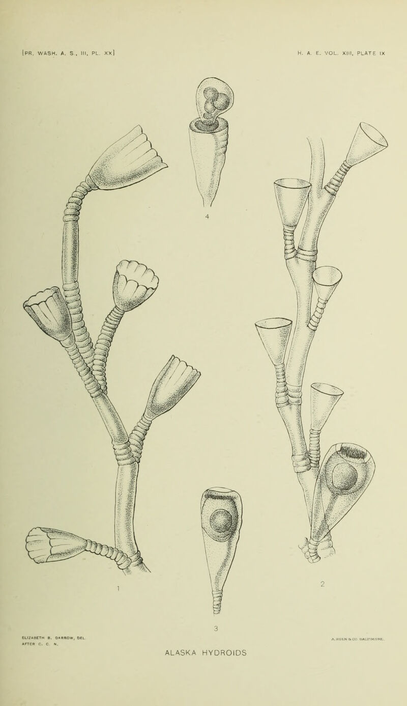 [PR. WASH. A. S.t III, PL. XX] E. VOL. I. PLATE