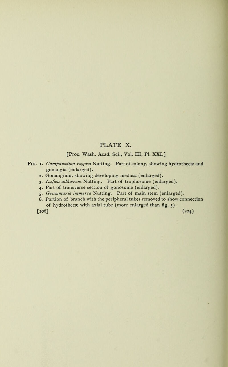 [Proc. Wash. Acad. Sci., Vol. Ill, PI. XXI.] Fig. i. Campanulina rugosa Nutting. Part of colony, showing hydrothecae and gonangia (enlarged). 2. Gonangium, showing developing medusa (enlarged). 3. Lafxa adhcerens Nutting. Part of trophosome (enlarged). 4. Part of transverse section of gonosome (enlarged). 5. Grammaria immersa Nutting. Part of main stem (enlarged). 6. Portion of branch with the peripheral tubes removed to show connection of hydrothecae with axial tube (more enlarged than fig. 5). [206] (224)