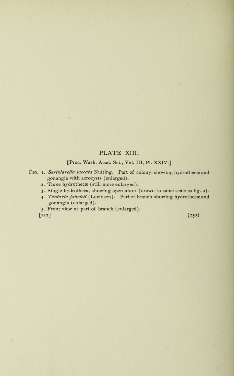 [Proc. Wash. Acad. Sci., Vol. Ill, PI. XXIV.] . i. Sertularella saccata Nutting. Part of colony, showing hydrothecae and gonangia with acrocysts (enlarged). 2. Three hydrothecae (still more enlarged). 3. Single hydrotheca, showing operculum (drawn to same scale as fig. 2). 4. Thuiaria fabricii (Levinsen). Part of branch showing hydrothecae and gonangia (enlarged). 5. Front view of part of branch (enlarged). [212] (230)
