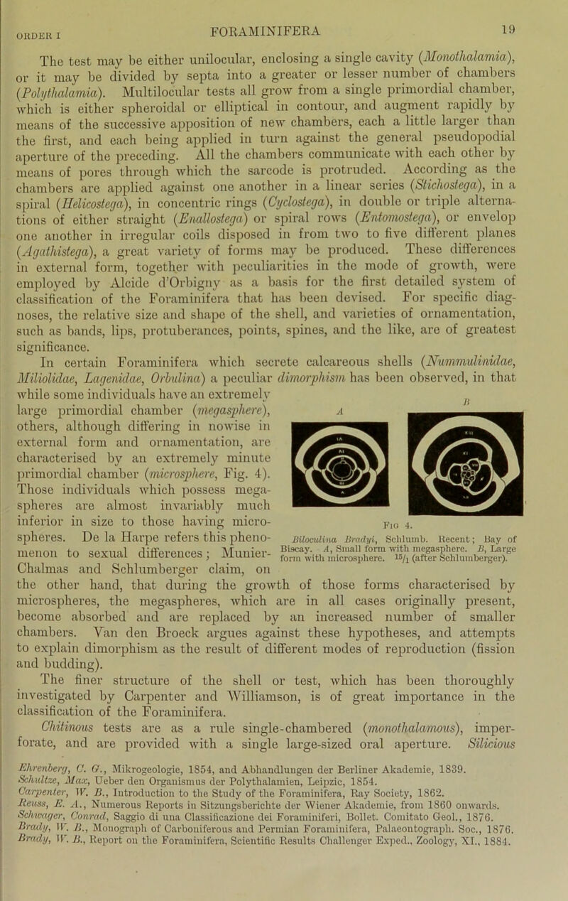 The test may be either unilocular, enclosing a single cavity (Monothalamia), or it may be divided by septa into a greater or lesser number of chambers (.Polythalamia). Multilocular tests all grow from a single primordial ehamber, which is either spheroidal or elliptical in contour, and augment rapidly by means of tho successive apposition of new chambers, each a little larger than the first, and each being applied in turn against the general pseudopodial aperture of the preceding. All the chambers communicate with each other by means of pores through which the sarcode is protruded. According as the chambers are applied against one another in a linear series (Stichostega), in a spiral (Helicostega), in concentric rings (Cyclostega), in double or triple alterna- tions of either straight (.Enallostega) or spiral rows (Entomostega), or envelop one another in irregulär coils disposed in from two to five different planes (Agatliistega), a great variety of forms may be produced. These differences in external form, together with peculiarities in the mode of growth, were employed by Alcide d’Orbigny as a basis for the first detailed System of Classification of the Foraminifera that has beeil devised. For specific diag- noses, the relative size and shape of the shell, and varieties of ornamentation, such as bauds, lips, protuberances, points, spines, and the like, are of greatest significance. In certain Foraminifera which secrete calcareous shells (Nummulinidae, Miliolidae, Lagenidae, Orbulina) a peculiar dimorphism has been observed, in that while some individuals have an extremelv large primordial ehamber {megasphere), others, although differing in nowise in external form and ornamentation, are characterised by an extremely minute primordial ehamber ([microsphere, Fig. 4). Those individuals which possess mega- spheres are almost invariably much inferior in size to those having micro- Fio 4. Mloculina Bradyi, Schluinb. Recent; Bay of spheres. De la Harpe refers this pheno mpnrvn tn sAYiml rliffprpupp«! • Mnnipr A, Small form with megasphere. B, Large mtnon tO sexual Cllneieiices, lviuniei form with microsphere. 15/i (after Schlumberger). Chalmas and Schlumberger claim, on the other hand, that during the growth of those forms characterised by microspheres, the megaspheres, which are in all cases originally present, become absorbed and are replaced by an increased number of smaller chambers. Yan den Broeck argues against these hypotheses, and attempts to explain dimorphism as the result of different modes of reproduction (fission and budding). The finer structure of the shell or test, which has been thoroughly investigated by Carpenter and AVilliamson, is of great importance in the Classification of the Foraminifera. Chitinous tests are as a rule single-chambered (monothalawwus), imper- forate, and are provided with a single large-sized oral aperture. Silicious Ehrenberg, O. G., Mikrogeologie, 1854, and Abhandlungen der Berliner Akademie, 1839. Schultze, Max, Ueber den Organismus der Polythalamien, Leipzic, 1854. Carpenter, W. ]}., Introduction to the Study of the Foraminifera, Ray Society, 1862. Jieuss, E. A., Numerous Reports in Sitzungsberichte der Wiener Akademie, from 1860 onwards. Schwager, Conrad, Saggio di una Classificazione dei Foraminiferi, Bollet. Comitato Geol., 1876. Brady, W. B., Monograph of Carboniferous and Permian Foraminifera, Palaeoutograph. Soc., 1876. Brady, II'. B., Report on the Foraminifera, Scientific Results Challenger Exped., Zoology, XI., 1884.