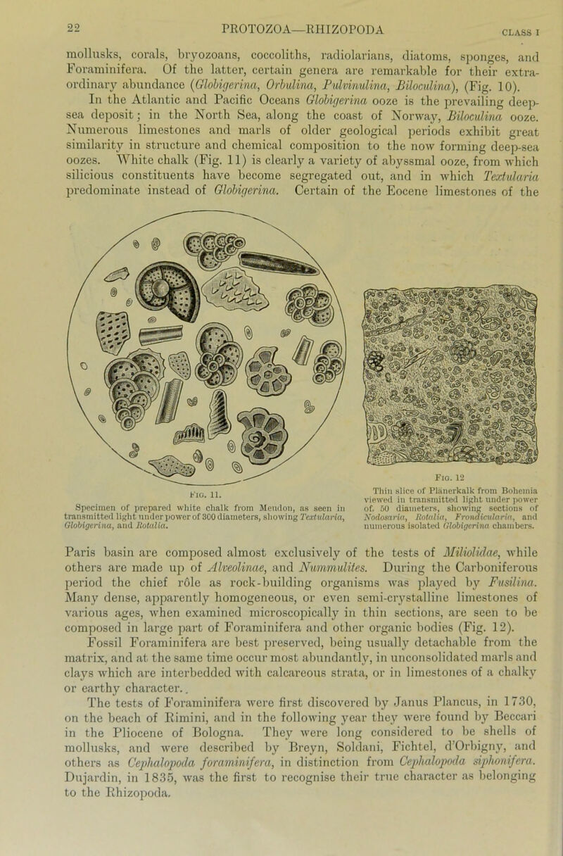 mollusks, corals, bryozoans, coccoliths, radiolarians, diatoms, sponges, and Foraminifera. Of the latter, certain genera are remarkable for their extra- ordinary abundance (Globigerina, Orbulina, Pulvinulina, Bilocvlina), (Fig. 10). In the Atlantic and Pacific Oceans Globigerina ooze is the prevailing deep- sea deposit • in the North Sea, along the coast of Norway, Biloculina ooze. Numerous limestones and marls of older geological periods exhibit great similarity in structure and Chemical composition to the now forming deep-sea oozes. White chalk (Fig. 11) is clearly a variety of abyssmal ooze, from which silicious constituents have become segregated out, and in which Textularia predominate instead of Globigerina. Certain of the Eocene limestones of the Fig. 11. Specimen of preparetl white chalk from Mendoii, as seen in transmitted light umler power of 300 diameters, sliowing Textularia, Globigerina, and Rotulia. Fig. 12 Tliin slice of Plänerkalk from Boliemia viewcd in transmitted light linder power of. 50 diameters, sliowing sections of Nodosaria, Rotalia, Frondicularia, and numerous isolated Globigerina Chambers. Paris basin are composed almost exclusively of the tests of Müiolidae, while others are made up of Alveolinae, and Nummulites. Düring the Carboniferous period the chief role as rock-building organisms was played by Fusüina. Many dense, apparently homogeneous, or even semi-crystalline limestones of various ages, when examined microscopically in thin sections, are seen to be composed in large part of Foraminifera and other organic bodies (Fig. 12). Fossil Foraminifera are best preserved, being usually detacliable from the matrix, and at the same time occur most abundantly, in unconsolidated marls and clays which are interbedded with calcareous strata, or in limestones of a chalky or earthy character.. The tests of Foraminifera were first discovered by Janus Plancus, in 1730, on the beach of Kimini, and in the following year they were found by Beccari in the Pliocene of Bologna. They were long considered to be shells of mollusks, and were described by Breyn, Soldani, Fichtel, d’Orbigny, and others as Cephalopoda foraminifera, in distinction from Cephalopoda siphonifera. Dujardin, in 1835, was the first to recognise their true character as belonging to the Rhizopoda.