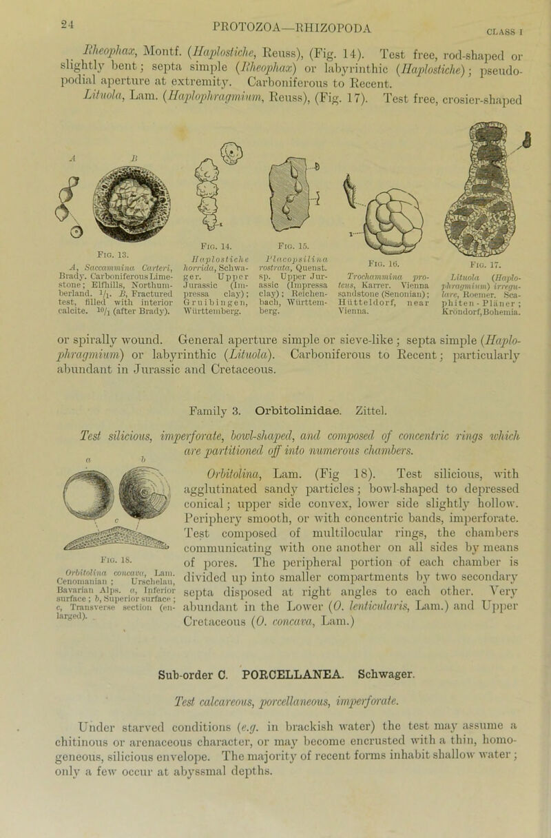 CI, ASS 1 Bheophax, Montf. (.Haplostiche, Eeuss), (Fig. 14). Test free, rod-shaped or slightly bent; septa simple (liheophax) or labyrinthic (Haplostiche) • pseudo- podial aperture at cxtremity. Carboniferous to Recent. Lituola, Lam. (Haplophragmium, Eeuss), (Fig. 17). Test free, crosier-shaped A 11 Fig. 13. A, Saccammina Carteri, Brady. Carbimiferous Lime- stone ; Elfhills, Northum- berland. l/j. £, Fractured test, filletl with inferior ealcite. w/j (after Brady). Fig. 14. Fig. 15. Haplostiche horrido., Schwa- ger. Upper Jurassic (Im- pressa clay); Gruibingen, Württemberg. Pla.copsilina rostrata, Qnenst. sp. Upper Jur- assic (Impressa clay); Reiclien- bacb, Württem- berg. Fig. lti. Trochammina pro- tcns, Karrer. Vienna samlstone (Senonian); Hütteldorf, near Vienna. Fig. 17. Lituola (Haplo- phragminm) irregu- läre, Roeraer. Sca- phiten - Planer ; Kröndorf, Boliemia. or spirally wound. General aperture simple or sieve-like ; septa simple (Haplo- phragmium) or labyrinthic (Lituola). Carboniferous to Eecent; particularly abundant in Jurassic and Cretaceous. Family 3. Orbitolinidae. Zittel. Test, süicious, imperforate, howl-shaped, and composed of concentric rings which ave partitioned off into numerous Chambers. Fio. IS. Orbitolina concavci, Lam. Cenonianian ; Urschelau, Bavarian Alps, o, Inferior surface ; bf Superior surface ; cf Transverse section (en- largeü). . Orbitolina, Lam. (Fig 18). Test silicious, with agglutinated sandy particles; bowl-shaped to depressed conical; upper side convex, lower side slightly hollow. Periphery smooth, or with concentric bands, imperforate. Test composed of multilocular rings, the chambers communicating with one another on all sides by means of pores. The peripheral portion of each chamber is divided up into smaller compartments l^y two secondary septa disposed at right angles to each other. Very abundant in the Lower (0. lenticularis, Lam.) and Upper Cretaceous (0. concava, Lam.) Sub-order C. PORCELLANEA. Schwager. Test caicareous, porcellaneous, imperforate. Under starved conditions (e.g. in brackish water) the test may assume a chitinous or arenaceous character, or may become encrusted with a tliin, liomo- geneous, silicious envelope. The majority of recent forms inhabit shallow water; only a few oecur at abyssmal depths.