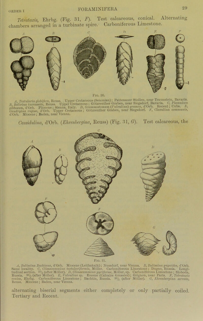 Tetrataxis, Ehrbg. (Fig. 31, F). Test calcareous, conical. Alternating chambers arranged in a turbinate spire. Carboniferous Limestone. . Ti r, Tt E 1’lG. 30. 1 Textularia alahifem, Reuss. Upper Cretaceous (Senonian); Patteuauer Stollen, near Traunstein, Bavaria. B, Bolivina incrassata, Reuss. Upper Cretaceous ; Gotzreutlier Graben, near Siegsdorf, Bavaria. C, Plecanium gibbosum, d’Orb. Pliocene ; Sienna, Im ly. D, Grammostomum (Vulvulina) gramen, d Orb. Recent; Cuba, h, Gaudryina rugosa, d'Orb. Upper Cretaceous ; Gotzreutlier Graben, near Sicgsdorf. 1>, Clav uh na communis, d’Orb. Miocene; Baden, near Vienna. Cassidulina, d’Orb. (Elirenhergim, Eeuss) (Fig. 31, G). Test calcareous, the c Fig. 31. A, Bulimina Buchianu, d’Orb. Miocene (Leitliakalk); Nussdorf, near Vienna. B, Buliminapupoides, d’Orb. Same locality. C, Climacammina textulariformis, Möller. Carboniferous Limestone; Dugno, Russin. Longi- tudinal section. -h (after Möller). D, Climacammina pyriforme, Möller, sp. Carboniferous Limestone ; Sloboda, Russia. so/j (after Möller). E, Valvulinasp. Eocene (Calcaire Grossier); Grignon, near Paris. F, Tetrataxis coaien, Ehrbg. Carboniferous Limestone ; Bachtin, Russia. ’-'Vi (after Möller). G, Ehrenbergina serrata, Reuss. Miocene ; Baden, near Vienna. alternating biserial segments either completely or only partially coiled. Tertiary and Recent.