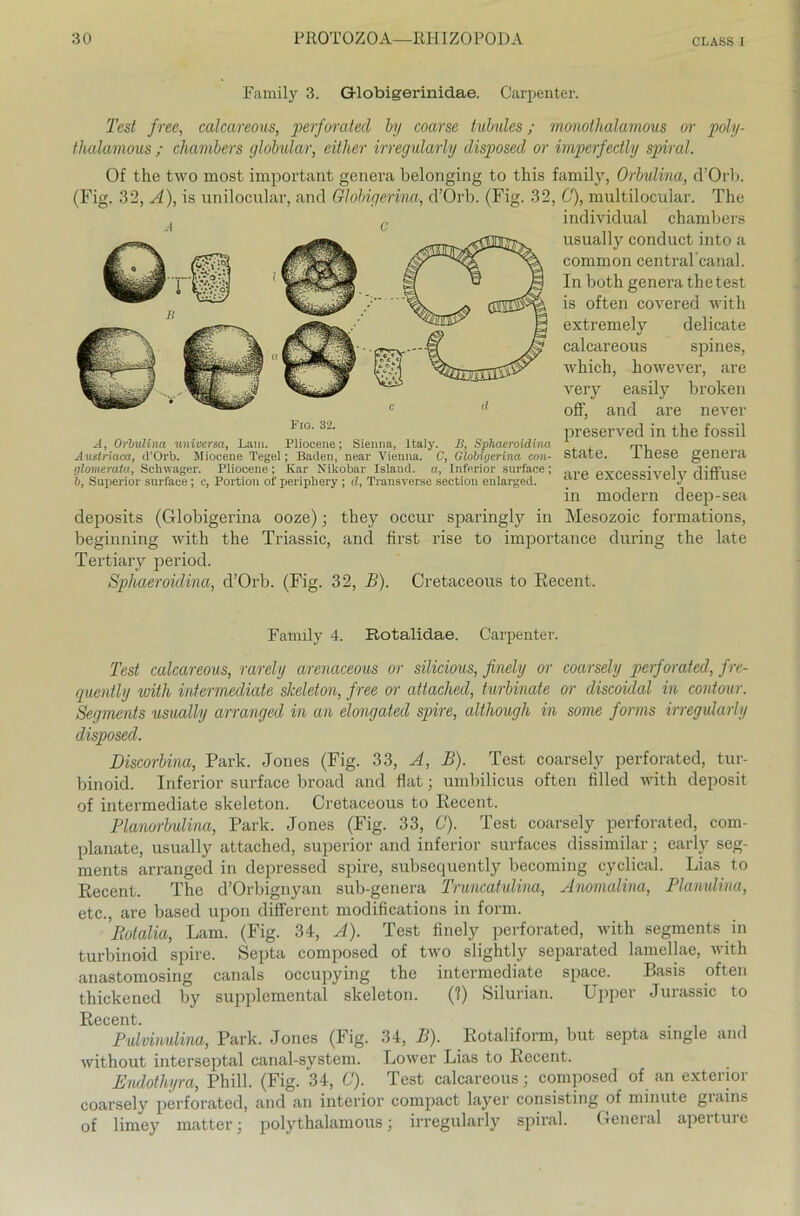 Family 3. Globigerinidae. Carpenter. Test free, calcareous, perforated by coarse tubules; monothalamous or poly- thalamous ; chambers globular, either irregularly disposed or imperfectly spiral. Of the two most important genera belonging to this family, Orbulina, d’Orb. (Fig. 32, A), is unilocular, and Glolngerina, d’Orb. (Fig. 32, C), multilocular. The individual chambers usually conduct into a common central'canal. In both genera the test is often covered with extremely delicate calcareous spines, which, however, are very easily broken off, and are never I0' 82- preserved in the fossil A, Orbulina universa, Lam. Pliocene; Sienna, ltaly. B, Sphaeroidina rpi Austriaca, cl’Orb. Miocene Tegel; Baden, near Vienna. C, Globigerina con- StrltB. 1 nese genera ghmerata, Schwager. Pliocene; Kar Nikobar Island, a, Inferior surface; >irp pvppqsivpIv rliffncp b, Superior surface; c, Portion of peripliery ; d, Transverse section enlarged. _ c SAueö&iv ciy uiuuöl in modern deep-sea deposits (Globigerina ooze); they occur sparingly in Mesozoic formations, beginning with the Triassic, and first rise to importance during the late Tertiary period. Sphaeroidina, d’Orb. (Fig. 32, B). Cretaceous to Eecent. Family 4. Rotalidae. Carpenter. Test calcareous, rarely arenaceous or silicious, finely or coarsely perforated, fre- quently with intermediate skeleton, free or attached, turbinate or discoidal in contour. Segments usually arranged in an elongated spire, although in some forms irregularly disposed. Discorbma, Park. Jones (Fig. 33, A, B). Test coarsely perforated, tur- binoid. Inferior surface broad and fiat; umbilicus often filled with deposit of intermediate skeleton. Cretaceous to Eecent. Planorbulina, Park. Jones (Fig. 33, C). Test coarsely perforated, com- planate, usually attached, superior and inferior surfaces dissimilar; early Seg- ments arranged in depressed spire, subsequently becoming cyclical. Lias to Eecent. The d’Orbignyan sub-genera Truncatulina, Anomalina, Plamdina, etc., are based upon different modifications in form. Rotalia, Lam. (Fig. 34, A). Test finely perforated, with segments in turbinoid spire. Septa composed of two slightly separated lamellae, with anastomosing canals occupying the intermediate space. Basis often thickened by supplemental skeleton. (?) Silurian. Upper Jurassic to Eecent. Pulvinulina, Park. Jones (Fig. 34, B). Eotaliform, but septa single and without interseptal canal-system. Lower Lias to Eecent. Endothyra, Phill. (Fig. 34, C). Test calcareous; composed of an exterior coarsely perforated, and an interior compact layer consisting of minute giains of limey matter; polythalamous; irregularly spiral. General aperture