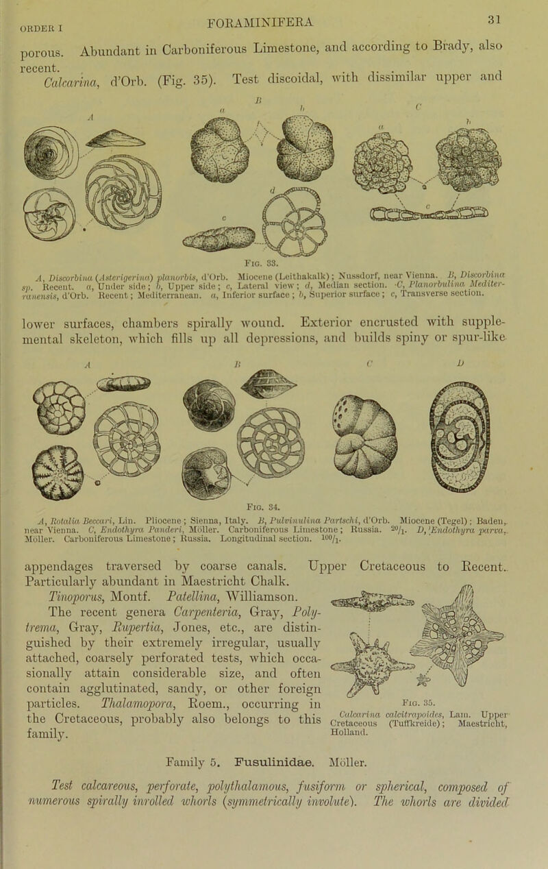 porous. Abundant in Carboniferous Limestone, recent. Calcarina, d’Orb. (Fig. 35). Test discoidal, and according to Brady, also with dissimilar upper and FlO. 34. A, RotaMa BeccaH, Lin. Pliocene ; Sienna, Italy. 11, Pulvinulina Partschi, d’Orb. Miocene (Tegel); Baden,, near Vienna. C, Endothyra Panderi, Möller. Carboniferous Limestone; Russia. wh. 1), 'Endothyra parva,. Möller. Carboniferous Limestone; Russia. Longitudinal section. 100/i. Fig. 33. A, Discorbiua (Astcrigerina) planorbis, d'Orb. Miocene (Leithakalk); Nussdorf, near Vienna. 11, Discorbiua sj>. Recent. n, Uuder side; b, Upper side; c, Lateral view; d, Median section. -C, Planorbulina Mediter- ranensis, d'Orb. Recent; Mediterranean. a, Inferior surface ; b, Superior surface; c, Transverse section. lower surfaces, chambers spirally wound. Exterior encrusted witli supple- mental skeleton, which fills up all depressions, and builds spiny or spur-like appendages traversed by coarse Particularly abundant in Maestricht Chalk. Tinoporus, Montf. Patellina, Williamson. The recent genera Carpenteria, Gray, Poly- trema, Gray, Eupertia, Jones, etc., are distin- guished by their extremely irregulär, usually attached, coarsely perforated tests, which occa- sionally attain considerable size, and often contain agglutinated, sandy, or other foreign particles. Thalamopora, Poem., occurring in the Cretaceous, probably also belongs to this family. canals. Upper Cretaceous to Eecent. FlO. 35. Calcarina calcilrapoides, Lam. Upper Cretaceous (Tufllcreide); Maestriclit, Holland. Family 5. Fusulinidae. Möller. Test calcareous, perforate, polythalamous, fusiform or spherical, composed of numerous spirally inrolled ivhorls (symmetrically imolute). The whorls are divided