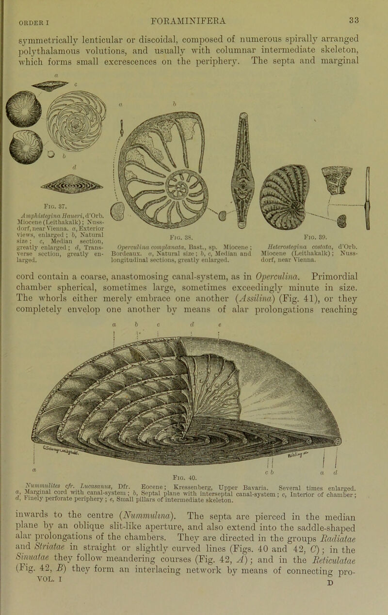 symnietrically lenticular or discoidal, coraposed of numerous spirally arranged polythalamous volutions, and usually with columnar intermediate skeleton, which forms small excrescences 011 the periphery. The septa and marginal a Fic. 37. A mphislegina Baven, d'Orb. Miocene (Leithaknlk); Nuss- dorf, near Vienna, a, Exterior views, enlarged ; b, Natural size; c, Median section, greatly enlarged; d, Trans- verse section, greatly en- larged. Fio. 3S. Fig. 30. Operculina complanata, Bast., sp. Miocene ; Heterostegina costata, d’Orb. Bordeaux. <>, Natural size ; b, c, Median and Miocene (Leitliakalk); Nuss- longitudinal sections, greatly enlarged. dorf, near Vienna. cord contain a coarse, anastomosing canal-system, as in Operculina. Primordial chamber spherical, sometimes large, sometimes exceedingly minute in size. The whorls either merely embrace one another (Assilina) (Fig. 41), or they completely envelop one another by means of alar prolongations reaching Nummulites cfr. Lueasanus, Dfr. Eocene; Kressenberg, Upper Bavaria. a> **.ar81Ha‘ cord with canal-system ; b, Septiil jdane with interseptal canal-systein ®» b mely perforate periphery ; <?, Small pillars of intermediate skeleton. Several times enlarged. ; c, Interior of chamber; inwards to the centre (Nummulina). The septa are pierced in the median plane by an oblique slit-like aperture, and also extend into the saddle-shaped alar prolongations of the chambers. They are directed in the groups Racliatae and Striatae in straight or slightlv curved lines (Figs. 40 and 42, C); in the Simatae they follotv meandering courses (Fig. 42, A); and in the Reticulatae (big. 42, B) they form an interlacing network by means of connecting pro-