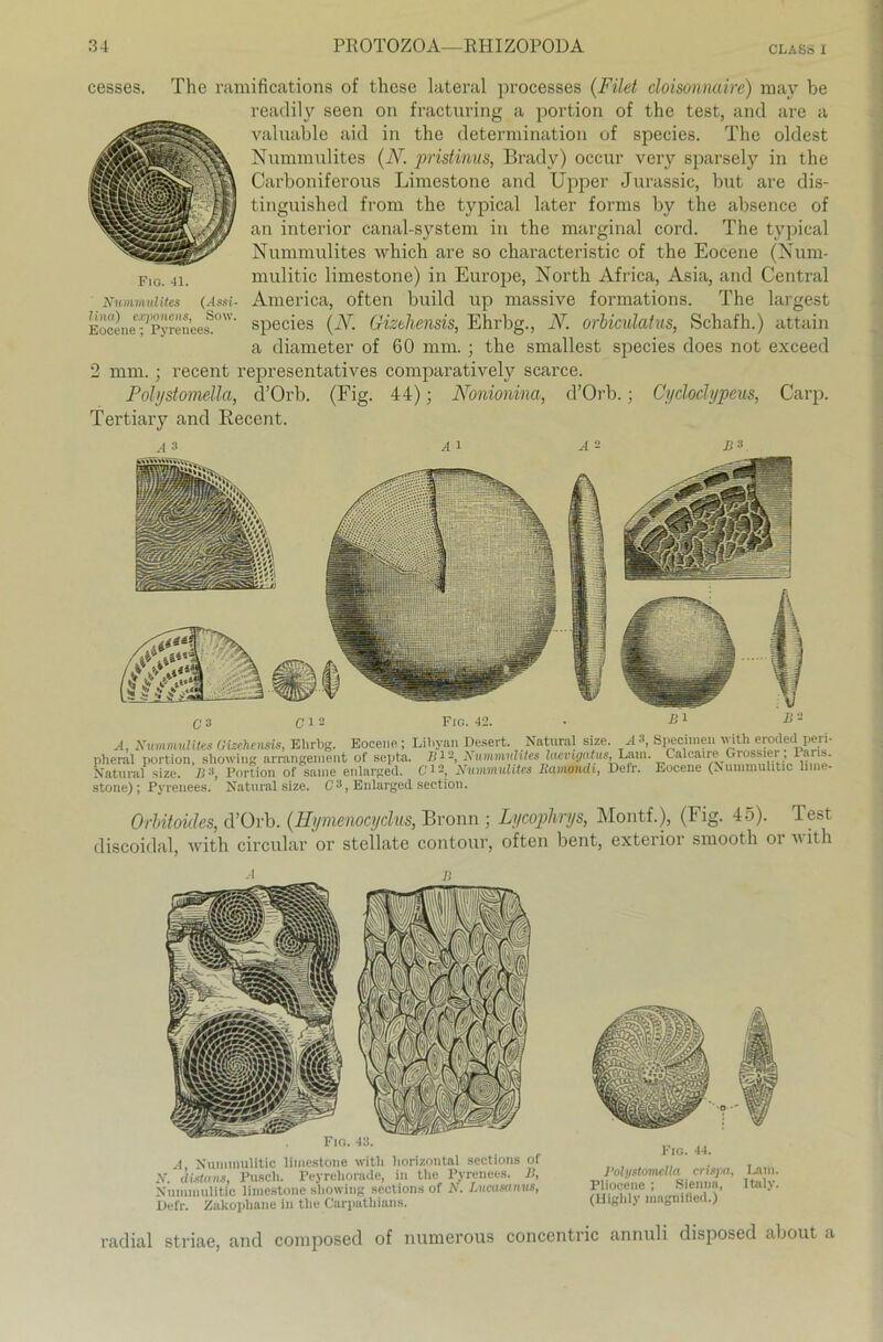 cesses. The ramifications of these lateral processes (Filet doisonmire) may be readily seen on fracturing a portion of the test, and are a valuable aid in the determination of species. The oldest Nummulites (N. pristinus, Brady) occur very sparsely in the Carboniferous Limestone and Upper Jurassic, but are dis- tinguished from the typical later forms by the absence of an intei'ior canal-system in the marginal cord. The typical Nummulites which are so characteristic of the Eocene (Num- mulitic limestone) in Europe, North Africa, Asia, and Central America, often build up massive formations. The largest species (iY. Gizehensis, Ehrbg., N. orbiculatus, Schafh.) attain a diameter of 60 mm. ; the smallest species does not exceed 2 mm. ; recent representatives comparatively scarce. Polystomella, d’Orb. (Fig. 44); Nonionina, d’Orb.; Cycloclypeus, Carp. Tertiary and Recent. Fio. 41. Nummulites lind) exponens, Eocene; Pyrenees. (Assi- Sow. A, Nummulites Gizehensis, Ehrbg. Eoceno ; Lihyan Desert. Natural size. A3, Specimen with eroded perl- pheral portion, showing arrangement of scpta. 111 A ummidites latvigatus, Lain. Caleaire Grossiei , 1. ^^ s. Natural size. Portion of sanie enlarged. 6'12, Nummulites Ramondi, Defr. Eocene (Nummulitic lim stone) ; Pyrenees. Natural size. C3, Enlarged section. Orbitoides, d’Orb. (Hymenocyclus, Bronn ; Lycophrys, Montf.), (Fig. 45). Test discoidal, with circular or stellate contour, often bent, exterior smooth or with A B A, Nummulitic limestone with horizontal seetions of N. distaiis, Pusch. Peyrelioraile, in the Pyrenees. B, Nummulitic limestone showing seetions of N. Lucasanus, Defr. Zakopliane in the Carpathians. Fig. 44. l’olystomella crispa, Lam. Pliocene ; Sienna, Italy. (Higlily inagnitled.) radial striae, and composed of numerous concentric annuli disposed about a