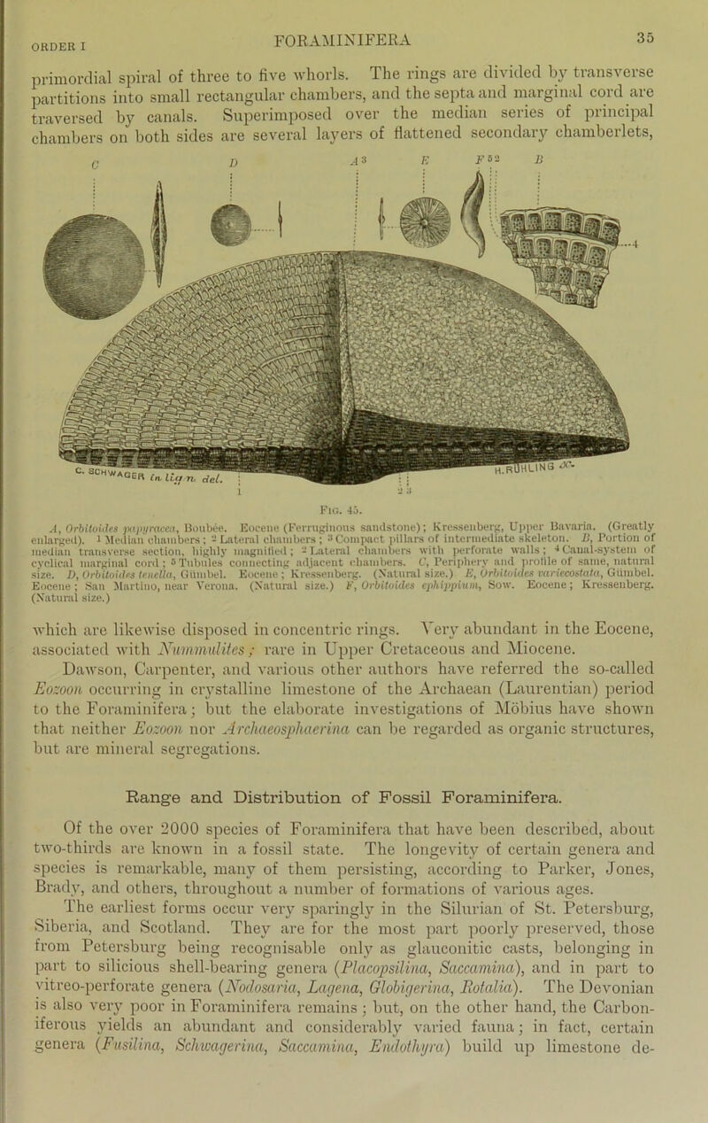 primordial spiral of three to five whorls. The rings are divided by transverse partitions into small rectangular chambers, and the septaand marginal cord are traversed by canals. Superimposed over the median series of principal chambers on both sides are several layers of fiattened secondary chamberlets, Fig. 45. A, Orbitoides papyracea, Bouböe. Eocene (Ferruginous sandstone); Kressenberg, Upper Bavaria. (Greatly enlarged). 1 Median chambers; - Lateral chambers; 3Compact pillars of intermediate skeleton. li, Portion of median transverse section, highly inagnUied; -Lateral chambers witli perforate walls; 4 Caual-system of cydical marginal cord; öTubules connecting adjacent chambers. C, Periphery and prollleof same, natural size. D, Orbitoides tr.nclla, GUmbel. Eocene; Kressenberg. (Natural size.) E, Orbitoides variecostatay GUmbel. Eocene ; San Martino, near Verona. (Natural size.) F, Orbitoides ephippium, Sow. Eocene; Kressenberg. (Natural size.) which are likewise disposed in concentric rings. Yery abundant in the Eocene, associated with NummulUcs ; rare in Upper Cretaceous and Miocene. Dawson, Carpenter, and various other authors have referred the so-called Eozoon occurring in crystalline limestone of the Ai’chaean (Laurentian) period to the Foraminifera; but the elaborate investigations of Möbius have shown that neither Eozoon nor Archaeosphaerina can be regarded as organic structures, but are mineral segregations. Range and. Distribution of Fossil Foraminifera. Of the over 2000 species of Foraminifera that have been described, about two-thirds are known in a fossil state. The longevity of certain genera and species is remarkable, many of thern persisting, according to Parker, Jones, Bradv, and others, throughout a number of formations of various ages. The earliest forms occur very sparingly in the Silurian of St. Petersburg, Siberia, and Scotland. They are for the most part poorly preserved, those from Petersburg being recognisable only as glauconitic casts, belonging in part to silicious shell-bearing genera (Placopsilina, Saccamina), and in part to vitreo-perforate genera (Nodosaria, Lagern, Globigerina, Eotalia). The Devonian is also very poor in Foraminifera remains ; but, on the other hand, the Carbon- iferous yields an abundant and considerably varied fauna; in fact, certain genera (Fusilina, Schwagerina, Saccamina, Endotlujra) build up limestone de-