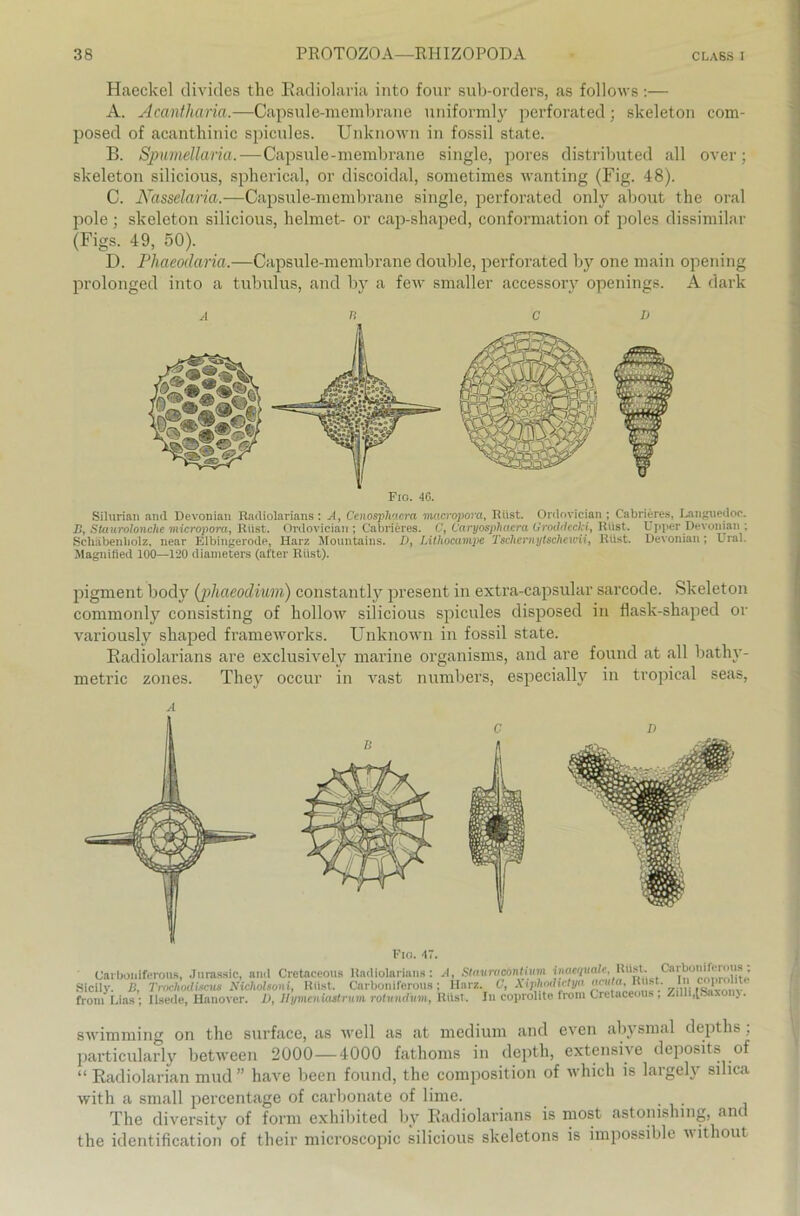 Haeckel divides the Badiolaria into four sub-orders, as follows :— A. Acantharia.—Capsule-membrane uniformly perforated; skeleton com- posed of acanthinic spicules. Unknown in fossil state. B. Spumellaria.—Capsule-membrane single, pores distributed all over; skeleton silicious, spherical, or discoidal, sometimes wanting (Fig. 48). C. Nasselaria.—Capsule-membrane single, perforated only about the oral pole ; skeleton silicious, lielmet- or cap-shaped, conformation of pol es dissimilar (Figs. 49, 50). D. Phaeodaria.—Capsule-membrane double, perforated by one main opening prolonged into a tubulus, and by a few smaller accessory openings. A dark Fio. 4G. D Silurian and Devonian Radiolarians: A, Cenosphaera macropora, Rüst. Ordovician ; Cabrieres, Languedoc. JJ, Staurolonclie micropora, Rüst. Ordovician ; Cabrieres. C, Caryosphacra Uroddecki, Rüst. Upper Devonian : Schäbenbolz, near Elbingerode, Harz Mountains. D, Lithocampe Tschernytschewii, Rüst. Devonian; Ural. Magnified 100—120 diameters (after Rüst). pigment body (phaeodium) constantly present in extra-capsular sarcode. Skeleton commonly consisting of hollorv silicious spicules disposed in flask-shaped or variously shaped frameworks. Unknown in fossil state. Radiolarians are exclusively marine organisms, and are found at all bathy- metric zones. Thejr occur in vast numbers, especially in tropical seas, Fio. 4. swimming on the surface, as well as at medium and even abysmal depths : particularly between 2000—4000 fathoms in depth, extensive deposits of “ Radiolarian mud” have been found, the composition of which is largely silica with a small percentage of carbonate of lime. The diversity of form exhibited by Radiolarians is most astomshing, and the identification of their microscopic silicious skeletons is impossible without