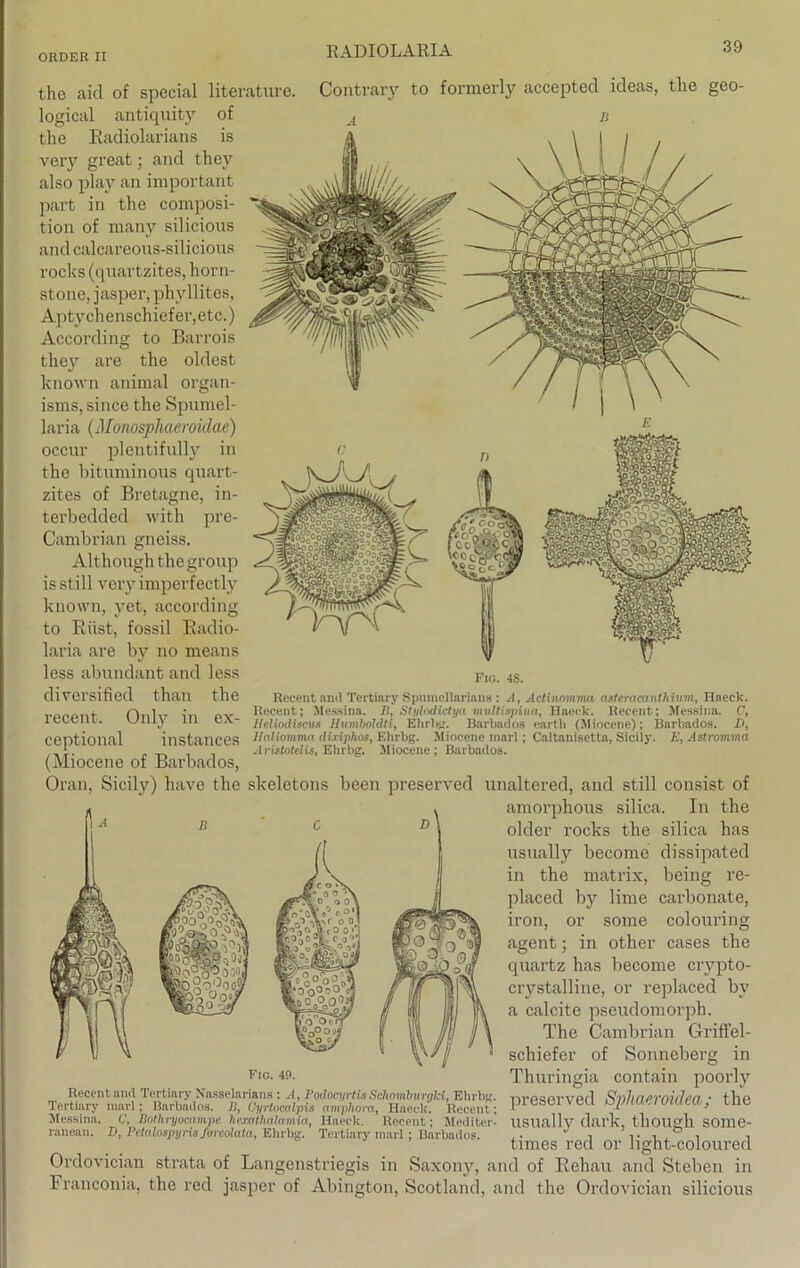 the aid of special literature. logical antiquity of the Radiolarians is very great; and they also play an important part in the composi- tion of niany silicious and calcareons-silicious rocks (quartzites, horn- stone, jasper, phyllites, Aptychenschiefer,etc.) According to Barrois they are the oldest known animal organ- isms, since the Spumel- laria (Monosphaeroiclae) occur plentifully in the bituminous quart- zites of Bretagne, in- terbedded with pre- Cambrian gneiss. Although the group is still very imperfectly known, yet, according to Rüst, fossil Radio- laria are by no means less abundant and less Contrary to formerly accepted ideas, the geo- Fio. 48. diversified than the recent. Only in ex- ceptional instances (Miocene of Barbados, Recent and Tertiary Spumellarians : A, Actinomma cisteracantlnum, Haeck. Recent; Messina. II, Stylodictya multispina, Haeck. Recent; Messina. C, Ilcliodiscus Humboldti, Ehrbg. Barbados eartb (Miocene); Barbados. D, Haliomma dixiphos, Ehrbg. Miocene marl; Caltanisetta, Sicily. E, Astrorima Aristotelis, Ehrbg. Miocene ; Barbados. Oran, Sicily) have the skeletons been preserved unaltered, and still consist of amorphous silica. In the older rocks the silica has usually become dissipated in the matrix, being re- placed by lime carbonate, iron, or some colouring agent; in other cases the quartz has become crypto- crystalline, or replaced by a calcite pseudomorph. The Cambrian Griffel- schiefer of Sonneberg in Thuringia contain poorly preserved Sphaeroiclea; the usually dark, tliough some- times red or light-coloured Ordovician strata of Langenstriegis in Saxony, and of Rehau and Stehen in Franconia, the red jasper of Abington, Scotland, and the Ordovician silicious Fio. 4!>. Recent and Tertiary Nasselarians : A, Podocyrlia Schomburgki, Ehrbg. Tertiary marl; Barbados. IS, Gyrtocalpis amphora, Haeck. Recent; Messina. C, Bothryocampe hcxathalamia, Haeck. Recent; Mediter- ranean. D, Petalospyris fm-eolata, Ehrbg. Tertiary marl ; Barbados.