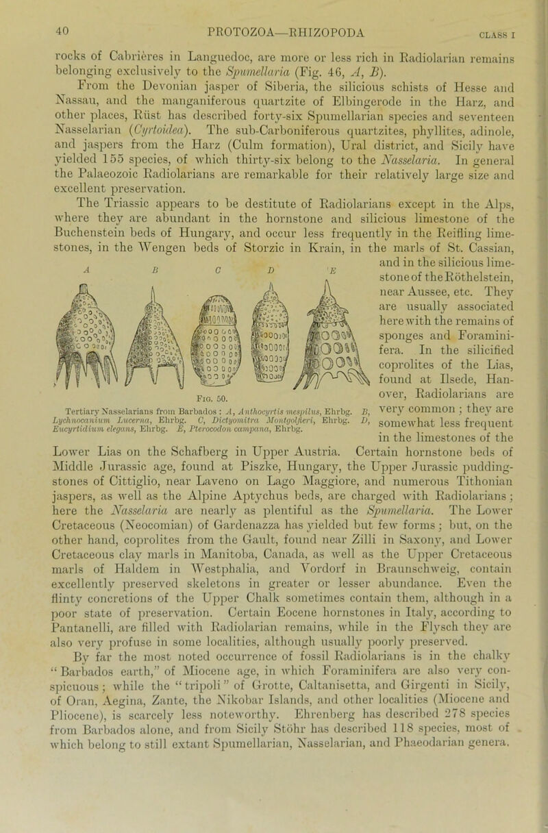 CLASS I l'ocks of Cabrieres in Languedoc, are more or less rieh in Radiolarian remains belonging exclusively to the Spumellaria (Fig. 46, A, B). From the Devonian jasper of Siberia, the silicious schists of Hesse and Nassau, and the manganiferous quartzite of Elbingerode in the Harz, and other places, Rüst has described forty-six Spumellarian species and seventeen Nasselarian (Cyrtoidea). The sub-Carboniferous quartzites, phyllites, adinole, and jaspers from the Harz (Culm formation), Ural district, and Sicily have jüelded 155 species, of which thirty-six belong to the Nasselaria. In general the Palaeozoic Radiolarians are remarkable for their relatively large size and excellent preservation. The Triassic appears to be destitute of Radiolarians except in the Alps, where they are abundant in the hornstone and silicious limestone of the Buchenstein beds of Hungary, and occur less frequently in the Reifling lime- stones, in the Wengen beds of Storzic in Krain, in the marls of St. Cassian, Lower Lias on the Schafberg in Upper Austria. Certain hornstone beds of Middle Jurassic age, found at Piszke, Hungary, the Upper Jurassic pudding- stones of Cittiglio, near Laveno on Lago Maggiore, and numerous Tithonian jaspers, as well as the Alpine Aptychus beds, are charged with Radiolarians; here the Nasselaria are nearly as plentiful as the Spumellaria. The Lower Cretaceous (Neocomian) of Gardenazza has yielded but few forms; but, on the other hand, coprolites from the Gault, found near Zilli in Saxony, and Lower Cretaceous clay marls in Manitoba, Oanada, as well as the Upper Cretaceous marls of Haldem in Westphalia, and Vordorf in Braunschweig, contain excellently preserved skeletons in greater or lesser abundance. Even the flinty concretions of the Upper Chalk sometimes contain them, although in a poor state of preservation. Certain Eocene hornstones in Italy, according to Pantanelli, are filled with Radiolarian remains, while in the Flysch they are also very profuse in some localities, although usually poorly preserved. By far the most noted occurrence of fossil Radiolarians is in the chalky “Barbados earth,” of Miocene age, in which Foraminifera are also very con- spieuous; while the “ tripoli ” of Grotte, Caltanisetta, and Girgenti in Sicily, of Oran, Aegina, Zante, the Nikobar Islands, and other localities (Miocene and Pliocene), is scarcely less noteworthy. Ehrenberg has described 278 species from Barbados alone, and from Sicily Stöhr has described 118 species, most of which belong to still extant Spumellarian, Nasselarian, and Phaeodarian genera. Tertiary Nasselarians from Barbados : A, Anthocyrtis mespilus, Ehrbg. B, Lychnocanium Lucerna, Elirbg. C, Dictyomitra Montgolfieri, Ehrbg. V, Eucyrtidium elegans, Ehrbg. E, Pterocodon cumpana, Ehrbg. Fio. 50. and in the silicious lime- stone of the Röthelstein, near Aussee, etc. They are usually associated here with the remains of sponges and Foramini- fera. In the silicified coprolites of the Lias, found at Ilsede, Han- over, Radiolarians are very common ; they are somewhat less frequent in the limestones of the