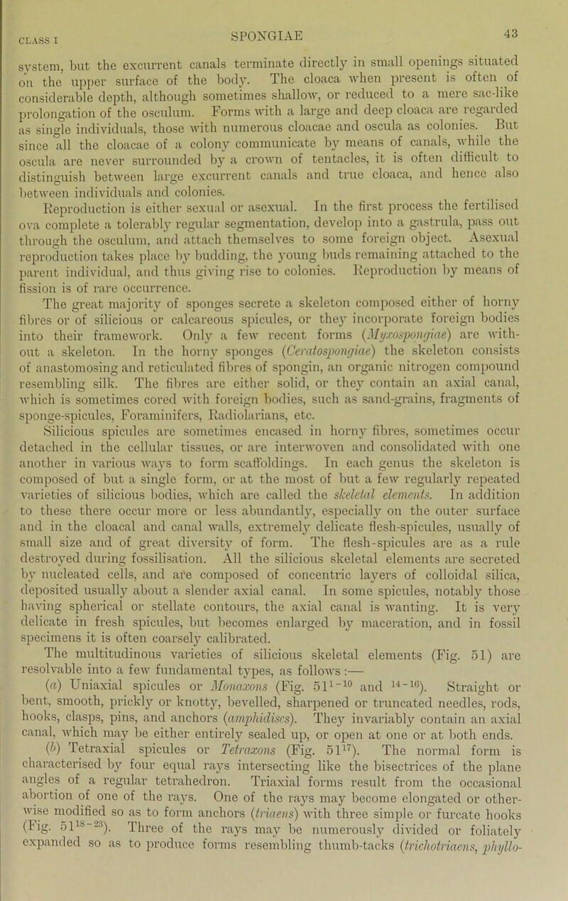 CLASSI SPOXGIAE System, but the excurrent canals terminate directly in small openings situatecl on the upper surface of the body. The cloaca when present is often of considerable depth, although sometimes shallow, or reduced to a mere sac-like Prolongation of the osculum. Forms with a large and deep cloaca are regarded as single individuals, those with numerous cloacae and oscula as colonies. But since all the cloacae of a colony communicate by means of canals, while the oscula are never surrounded by a crown of tentacles, it is often ditficult to distin°uish between large excurrent canals and true cloaca, and hence also between individuals and colonies. Reproduction is either sexual or asexual. In the first process the fertilised ova complete a tolerably regulär Segmentation, develop into a gastrula, pass out through the osculum, and attach themselves to some foreign object. Asexual reproduction takes place by budding, the young Imds remaining attached to the parent individual, and thus giving rise to colonies. Reproduction by means of fission is of rare occurrence. The great majority of sponges secrete a skeleton composed either of liorny fibres or of silicious or calcareous spicules, or they incorporate foreign bodies into their framework. Only a few recent forms (Myxospongiae) are with- out a skeleton. In the horny sponges (Ceratospongiae) the skeleton consists of anastomosing and reticulated fibres of spongin, an organic nitrogen compound resembling silk. The fibres are either solid, or they contain an axial canal, which is sometimes cored with foreign bodies, such as sand-grains, fragments of sponge-spicules, Foraminifers, Radiolarians, etc. Silicious spicules are sometimes encased in horny fibres, sometimes occur detached in the cellular tissues, or are interwoven and Consolidated with one another in various ways to form scaffoldings. In each genus the skeleton is composed of but a single form, or at the most of but a few regularly repeated varieties of silicious bodies, which are called the skeletal elements. In addition to these there occur more or less abundantly, especially on the outer surface and in the cloacal and canal walls, extremely delicate flesh-spicules, usually of small size and of great diversity of form. The flesh-spicules are as a rule destroyed during fossilisation. All the silicious skeletal elements are secreted by nucleated cells, and are composed of concentric layers of colloidal silica, deposited usually about a slender axial canal. In some spicules, notably those having spherical or stellate contours, the axial canal is wanting. It is very delicate in fresh spicules, but becomes enlarged by maceration, and in fossil specimens it is often coarsely calibrated. The multitudinous varieties of silicious skeletal elements (Fig. 51) are resolvable into a few fundamental types, as follows :— (d) Uniaxial spiciües or Monaxons (Fig. 511“10 and 14~1(i). Straight or bent, smooth, prickly or knotty, bevelled, sharpened or truncated needles, rods, hooks, clasps, pins, and anchors (amphicliscs). They invariably contain an axial canal, which may be either entirely sealed up, or open at one or at botli ends. (h) Tetraxial spicules or Tetraxons (Fig. 5117). The normal form is characterised by four equal rays intersecting like the bisectrices of the plane angles of a regulär tetrahedron. Triaxial forms result from the occasional abortion of one of the rays. One of the rays may become elongated or other- wise modified so as to form anchors (triaens) with three simple or furcate hooks (Fig. 51ls~23). Three of the rays may be numerously divided or foliately expanded so as to produce forms resembling thumb-tacks (trichotnacns, pliyllo-