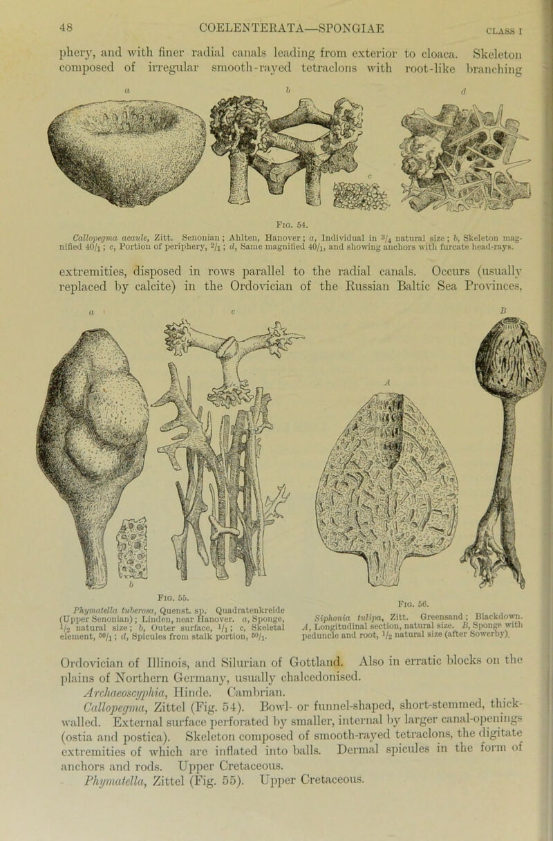 Fig. 54. Callopegma acavle, Zitt. Senonian; Ahlten, Hanover; ci, Individual in 4/4 natural size; !>, Skeleton mag- nifled 40/j ; c, Portion of periphery, -h ; d, Same magnilled 40/i, and showing anchors with furcate liead-rays. COELENTERATA—SPONGIAE CLASS I pheiy, and with finer radial canals leading from exterior to cloaca. Skeleton composed of irregulär smooth-rayed tetraclons with root-like hranching extremities, disposed in rows parallel to the radial canals. Occurs (usuallv replaced by calcite) in the Ordovician of the Eussian Baltic Sea Provinces, Fig. 55. PhymutMa tuberom, Quenst. sp. Quadratenkreide (Upjier Senonian); Linden, near Hanover. a, Sponge, l/a natural size; 6, Outer surface, 1 /j; c, Skeletal element, °®/i; d, Spicules froin stalk portion, *o/j. Fio. 56. Siphonia tulipa, Zitt. Greensand ; Black down. A, Longitudinal section, natural size. J3, Sponge with peduncle and root, l/‘> natural size (after Sowerby). Ordovician of Illinois, and Silurian of Gottland. Also in erratic blocks on the plains of Northern Germany, usually chalcedoniscd. Archaeoscyphia, Idinde. Cambrian. Callopegma, Zittel (Fig. 54). Bowl- or funnel-shaped, short-stemmed, thick- walled. External surface perforated by smaller, internal by larger canal-openings (ostia and postica). Skeleton composed of smooth-rayed tetraclons, the digitate extremities of which are inflated into balls. Dermal spicules in the foim of anchors and rods. Upper Cretaceous. Phymatella, Zittel (Fig- 55). Upper Cretaceous.