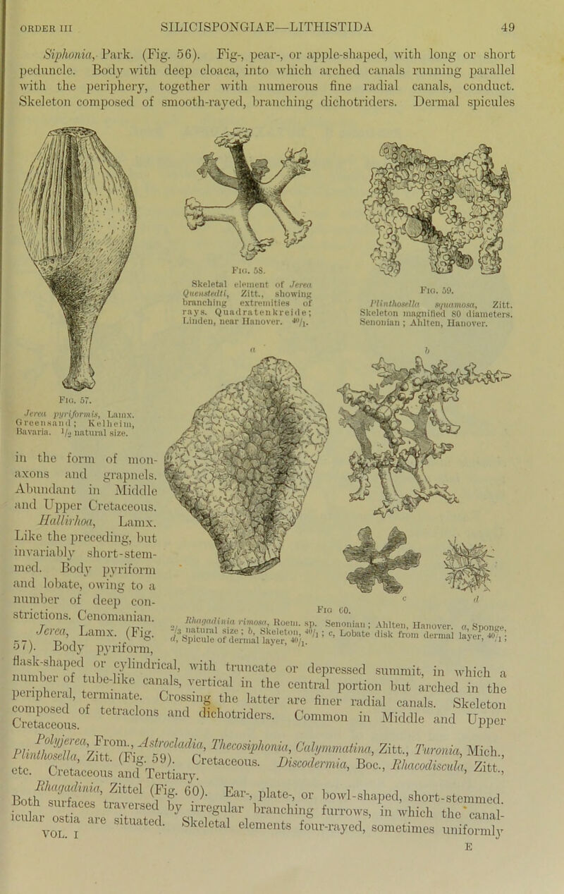 Siphonia, Park. (Fig. 56). Fig-, pear-, or apple-sliaped, with long or short peduncle. Body with decp cloaca, into which arched canals running parallel with the periphery, together with numerous fine radial canals, conduct. Skeleton composed of smooth-rayed, branching dichotriders. Dermal spicules Fig. 5$. Skeletal element of Jerea Queusteilti, Zit-t., sliowiug branching extremities of rays. Quadraten kreide; Linden, near Hanover. *>/i. Fig. 59. Vlinthosella si/uamosa, Zitt. Skeleton inagnified 80 diameters. Senonian; Ahlten, Hanover. Fig. 57. Jcrm pyriformis, Lainx. Greensnnd; Kelheim, Bavaria. !/•> natural size. in the form of mon- axons and grapnels. Abundant in Middle and Upper Cretaceous. Hallirhoa, Lainx. Like the preceding, but i nvariably short - stem- med. Body pyriform and lobate, owing to a number of deep con- strictions. Cenomanian. Jerea, Lainx. (Fig. 57). Body pyriform, »ÄÄ Cretaceous. Fig 00. ■■/ Roeni. sp. Senonian; Ahlten, Hanover. a Snonire fÄsatÄ11 Lota“ *sr*sa Common in Middle and Upper TJiecosiphonia, Calymmatim, Zitt., Turonia, Mich., c “ cSeS“s STelryCretaCe0US' ***> **• BotSS“ 6°)- ?r-, plate-, or bowl-shaped, short-stemmed. Un .,,• ; traversed by irregulär branching furrows, in which the*cana - 1 vol.'i J1C SltUateC ' Skeletal elements four-rayed, sometimes uniformly E